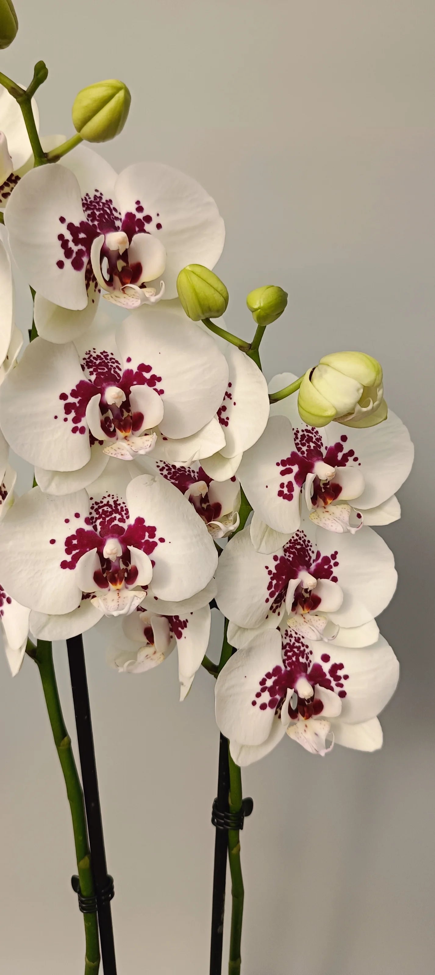 Elegant white orchid with decorative purple spots