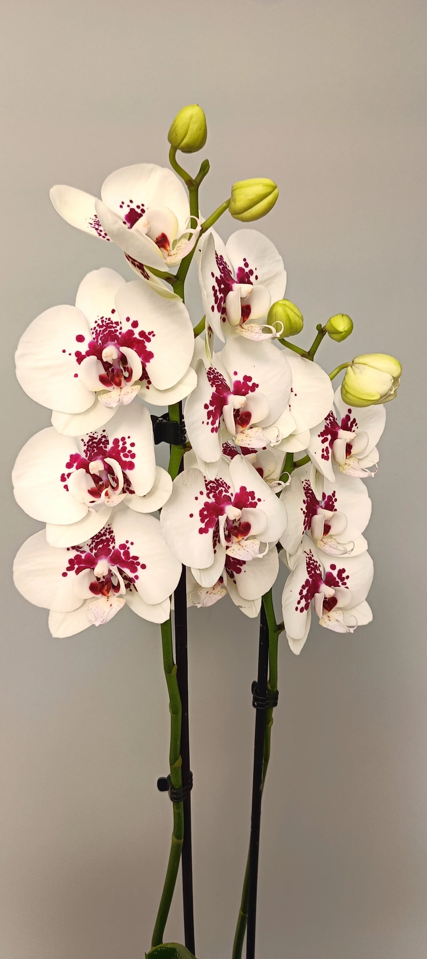 Blooming Phalaenopsis orchid with striking color contrast