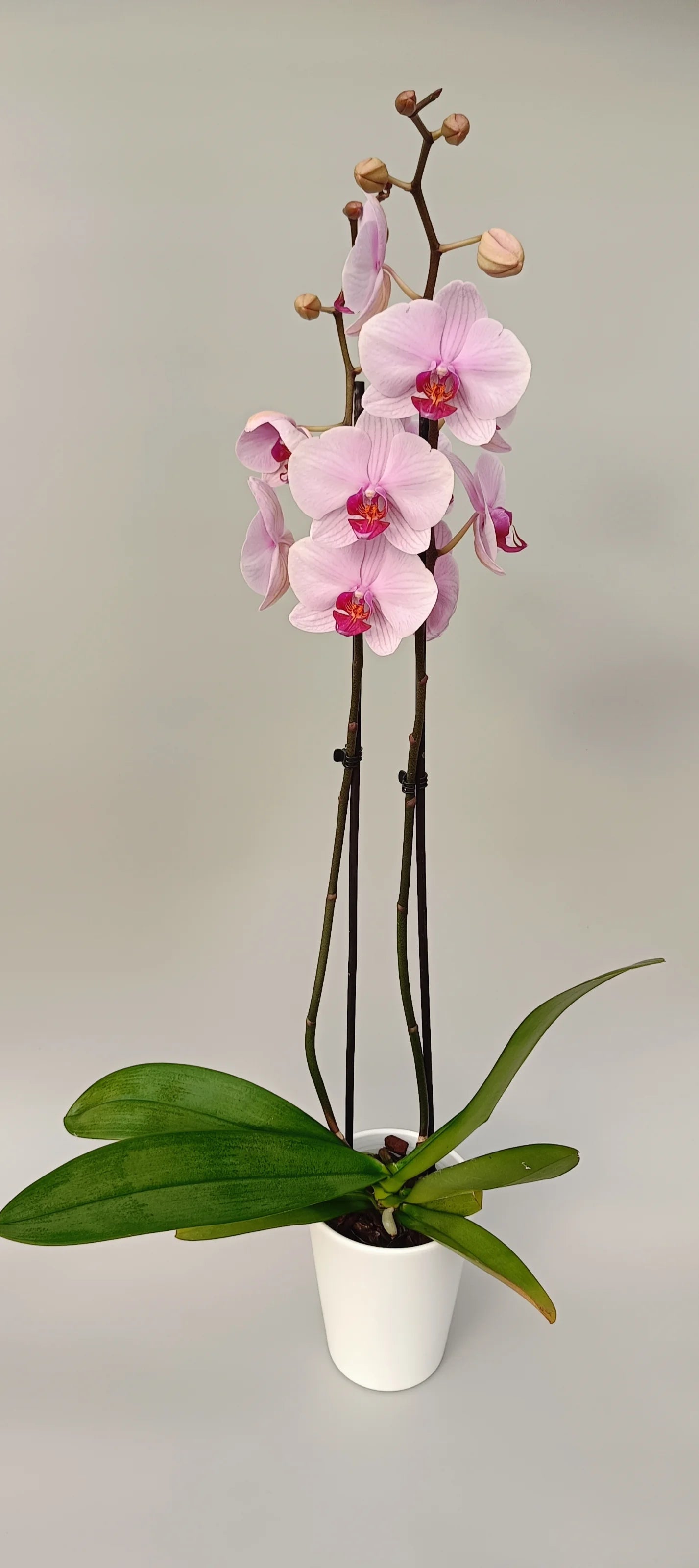 Phalaenopsis Soft Blush