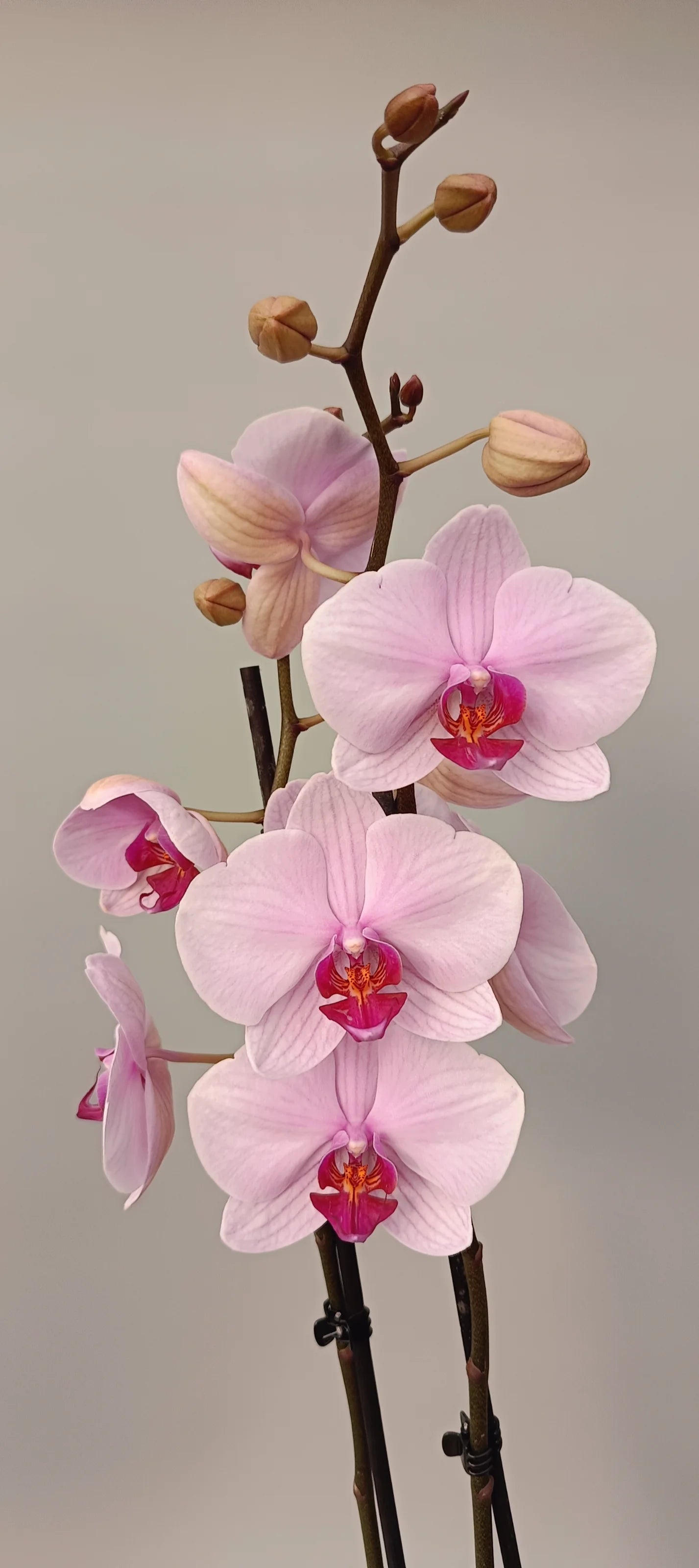 Phalaenopsis Soft Blush