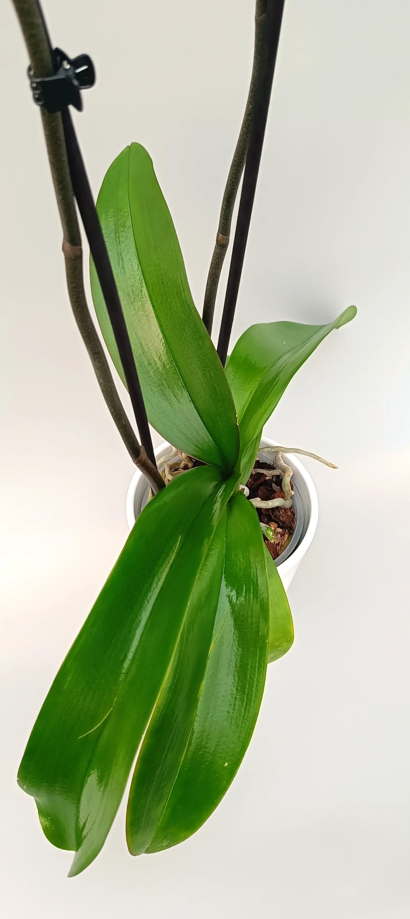 Leaves of Phalaenopsis Soft Rose