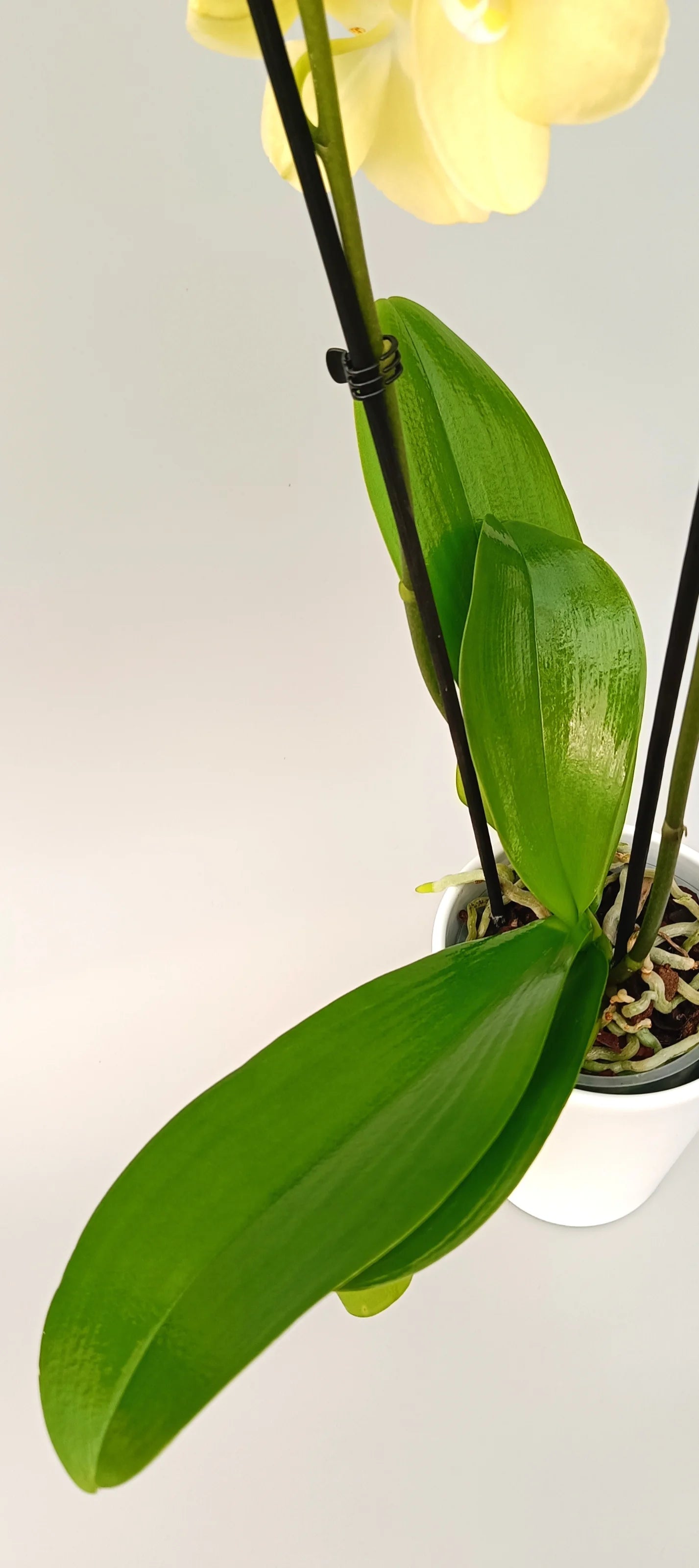 Leaves of elegant Vanilla Light Phalaenopsis orchid
