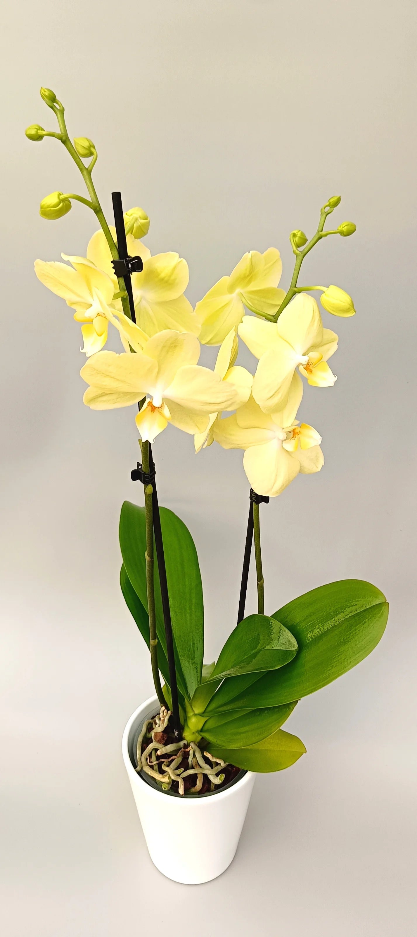 Elegant Vanilla Light Phalaenopsis orchid in soft vanilla tones