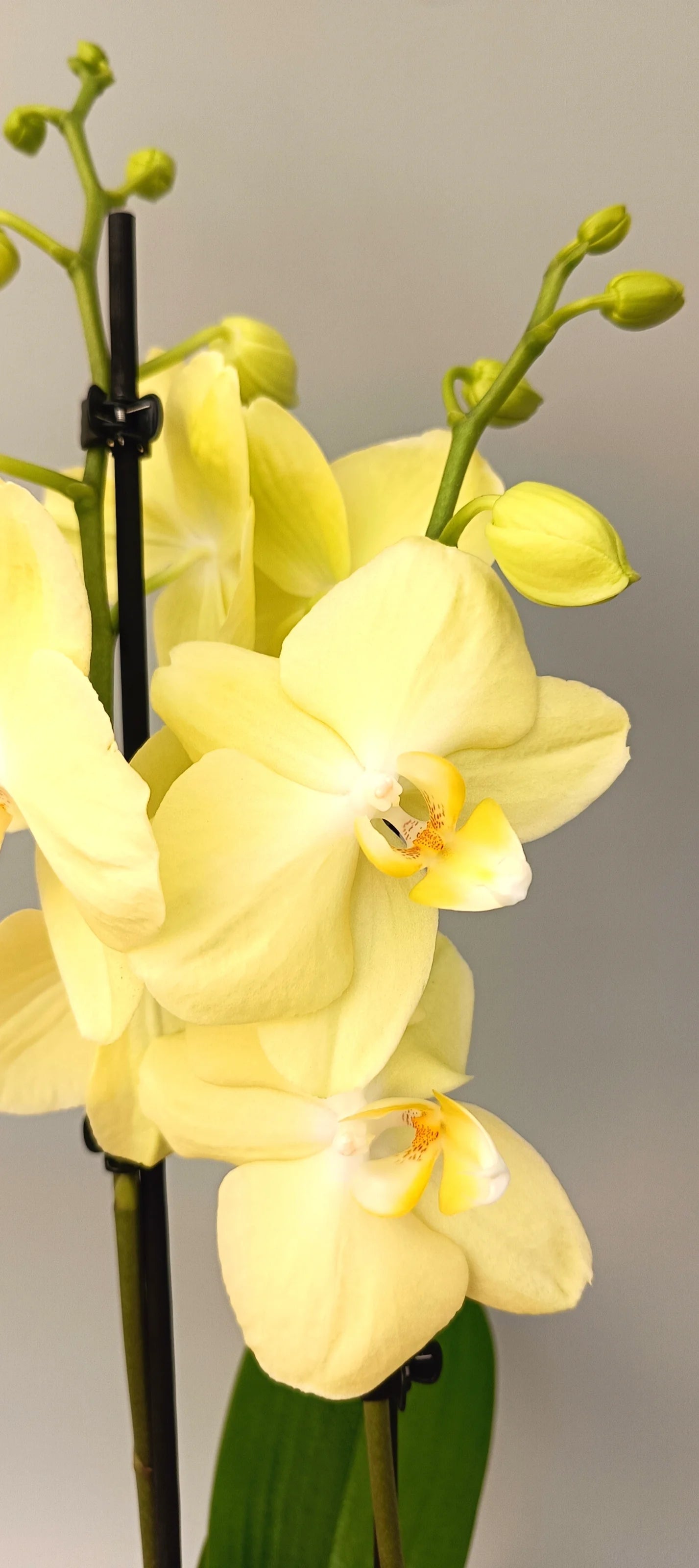 Cream-yellow Phalaenopsis orchid Vanilla Light for bright interiors