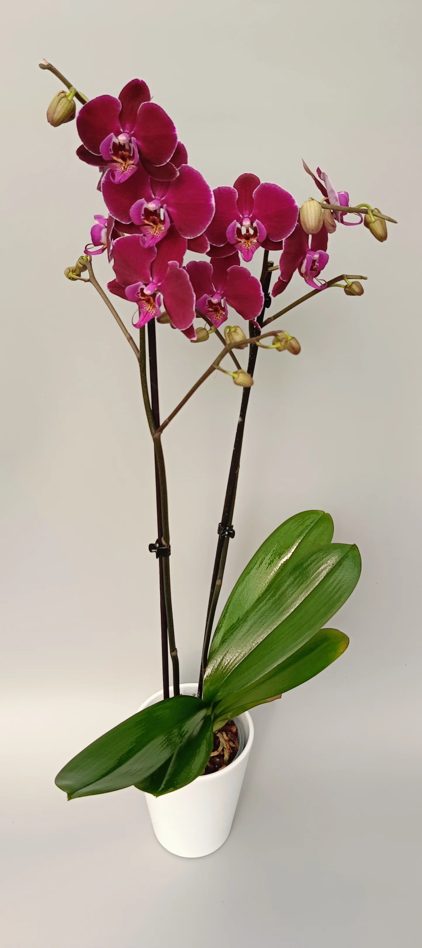 Exclusive Velvet Wine orchid with rich solid color