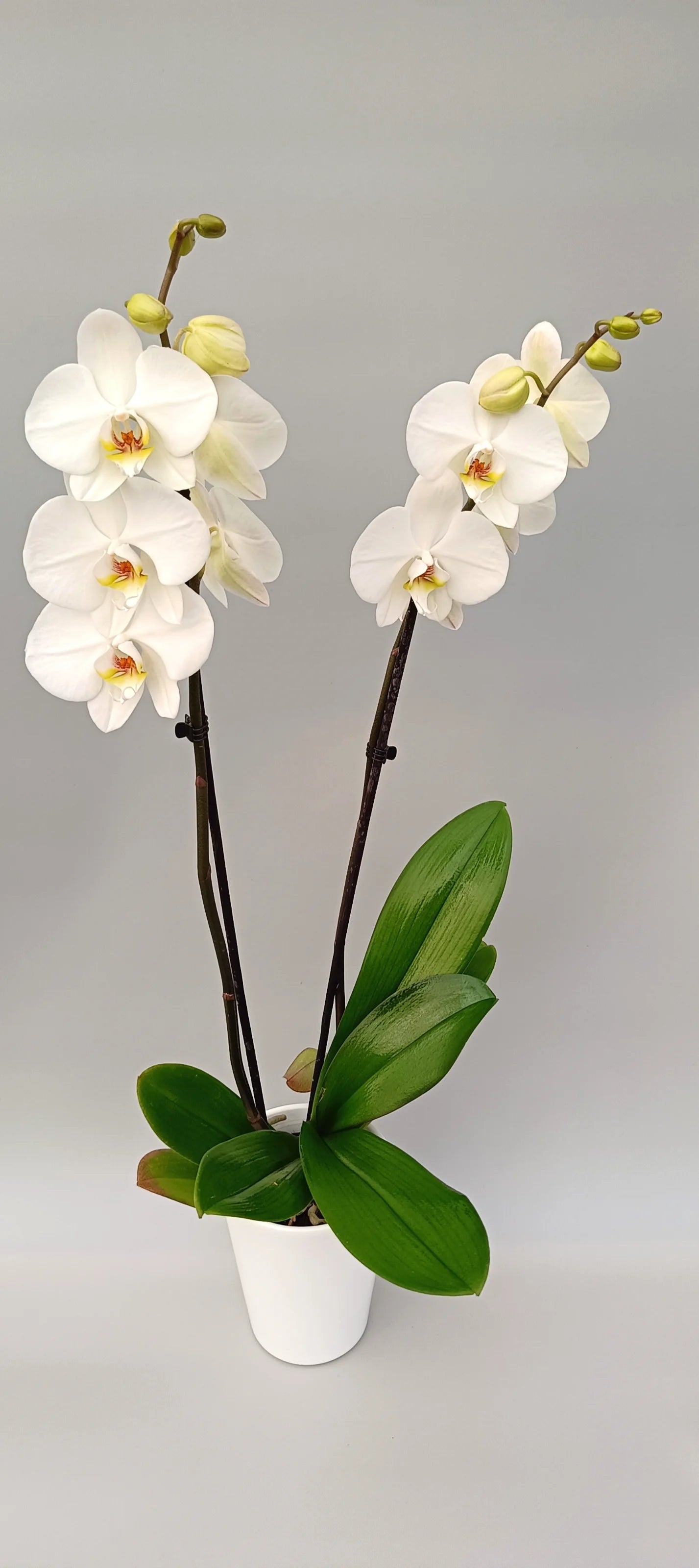 White Silence Phalaenopsis orchid with pure white flowers