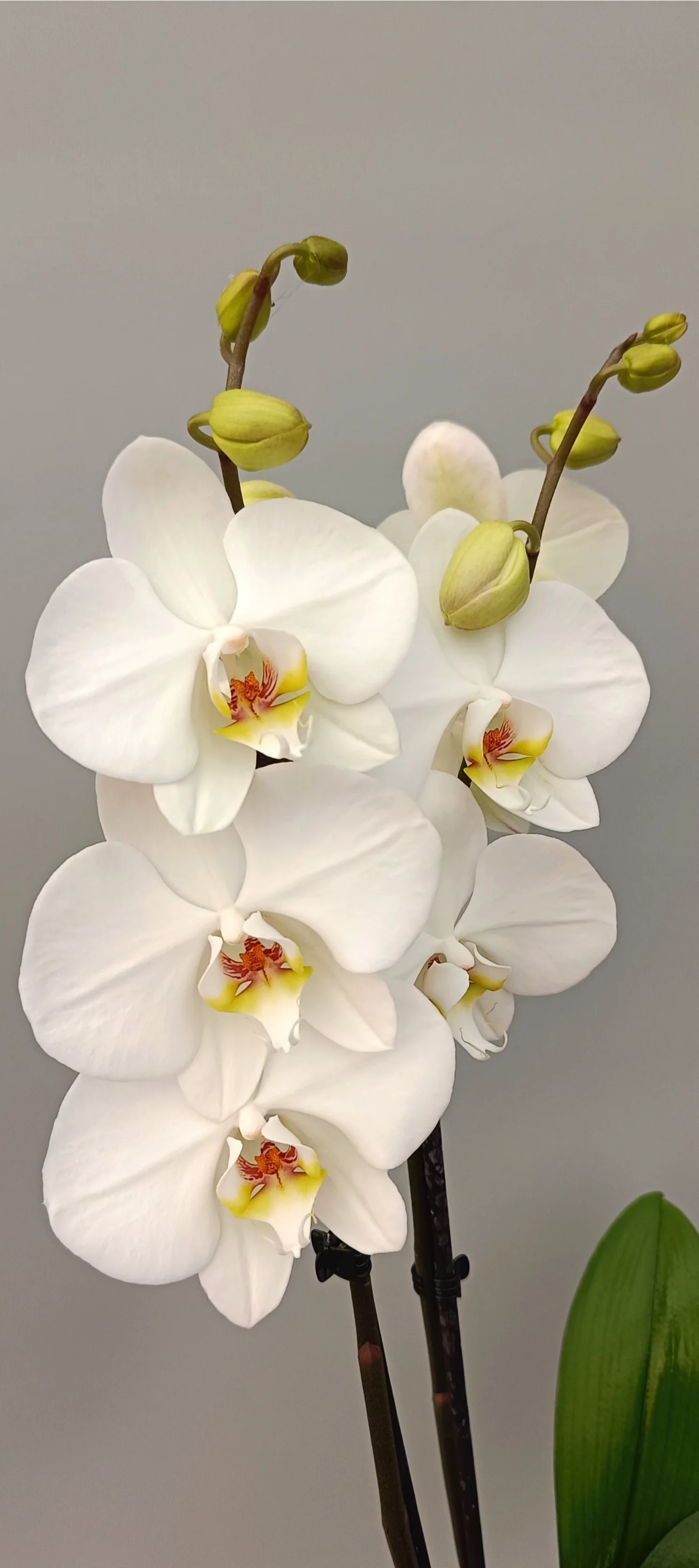 Luxury white orchid White Silence for modern interiors