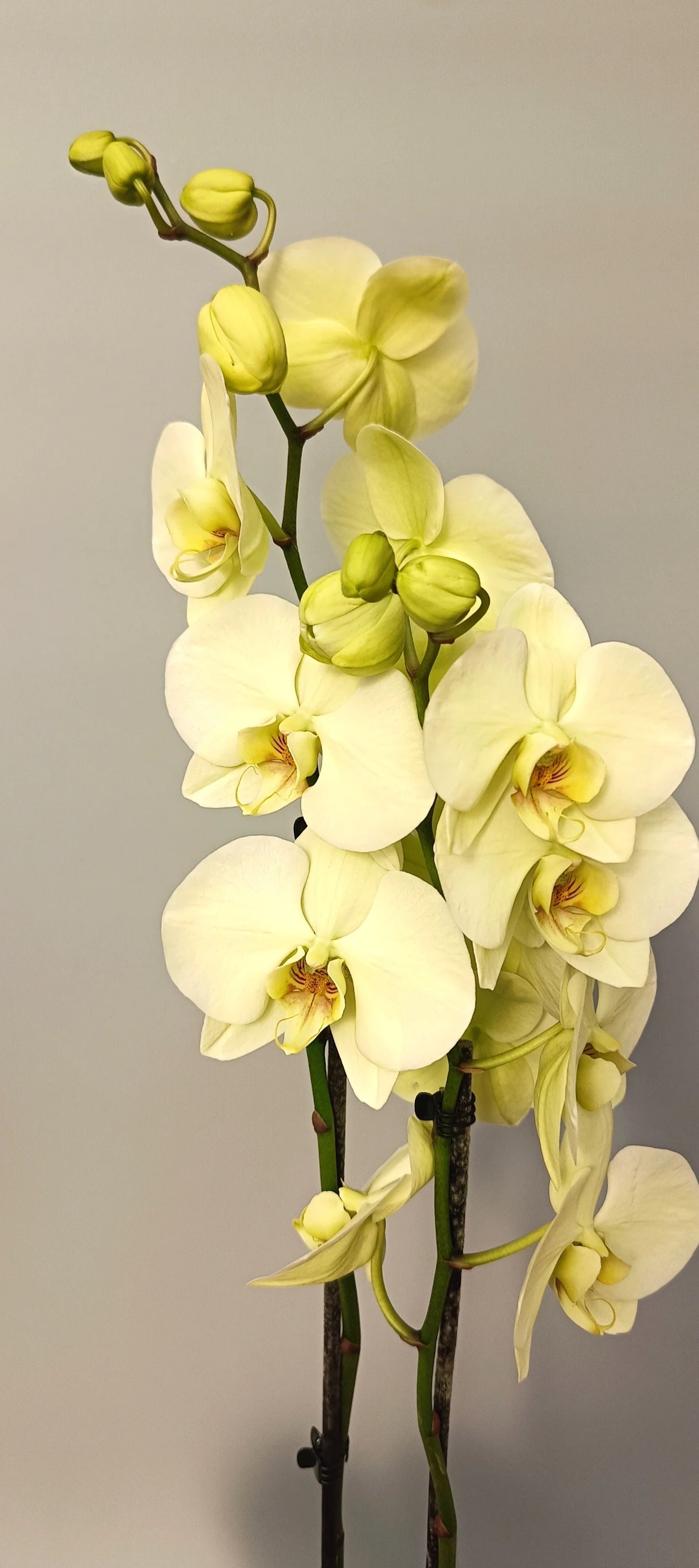 Delicate yellow Phalaenopsis orchid featuring soft petals and warm golden center