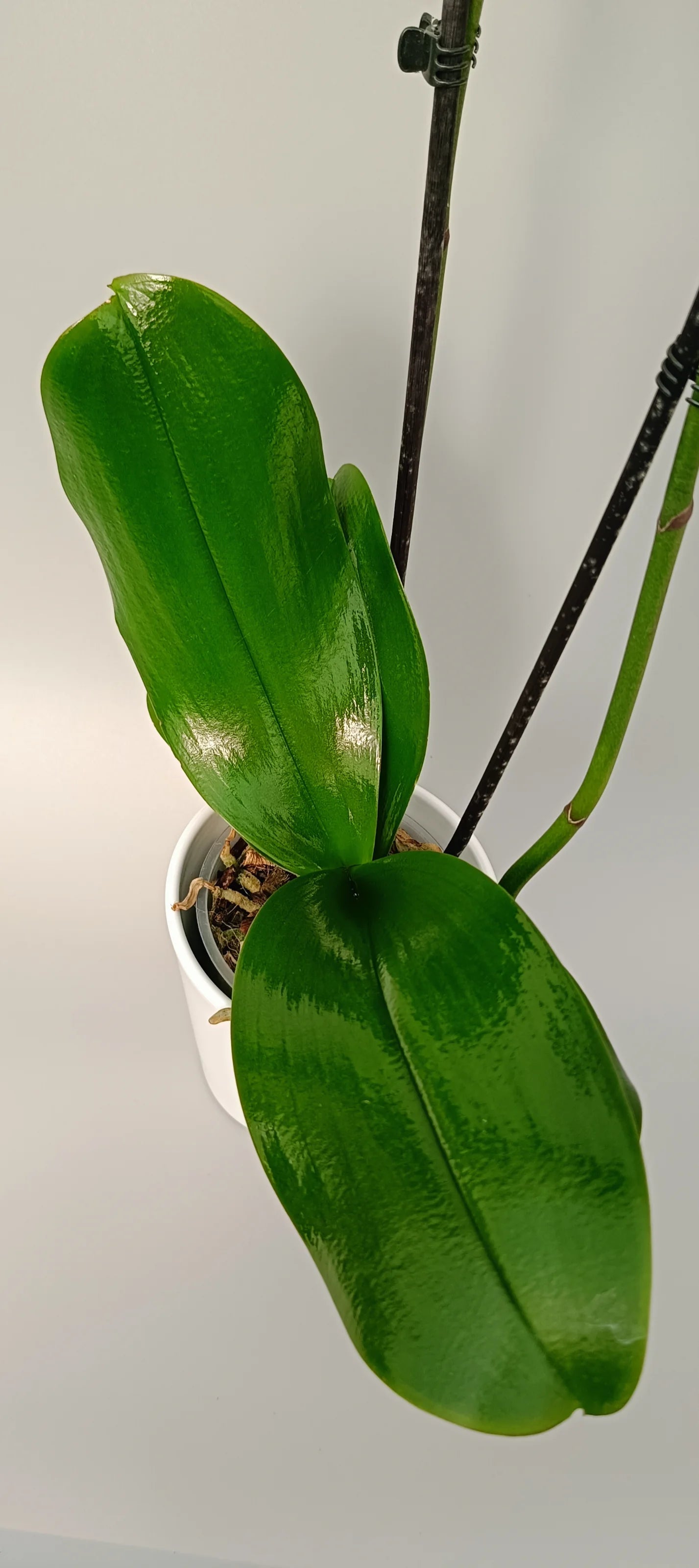 Detail of the leaves of Yellow Phalaenopsis orchid