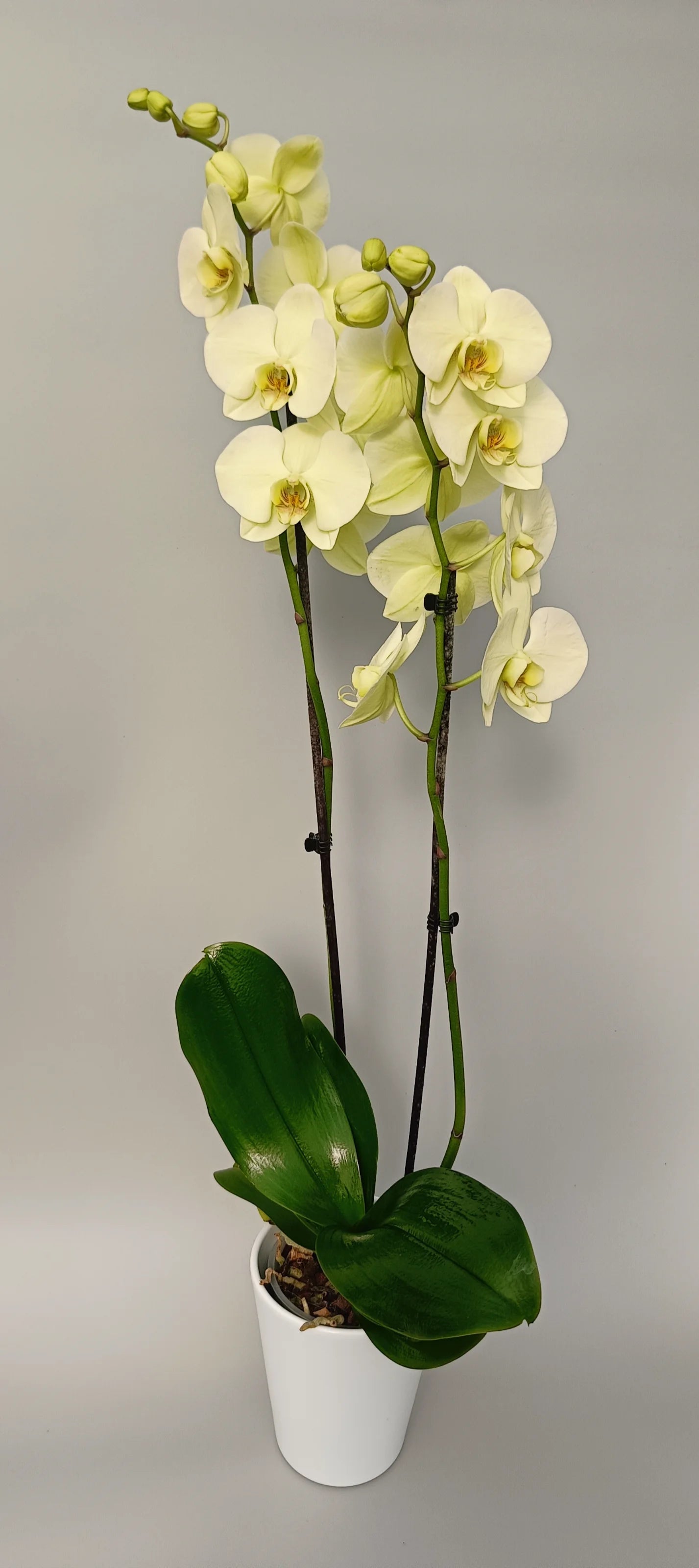 Elegant yellow orchid Phalaenopsis with creamy tones and multiple blossoms