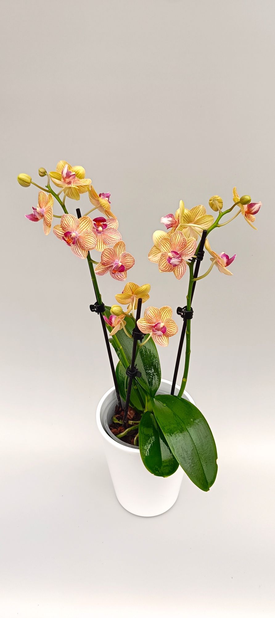 Compact Mini Golden Vein orchid i