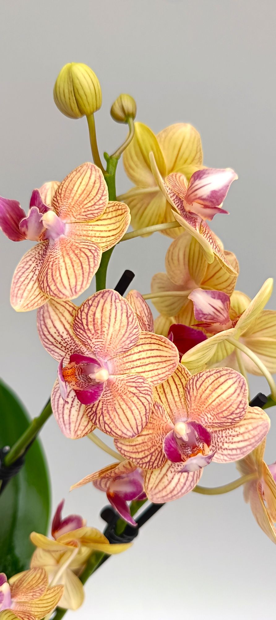 Close-up of mini orchid petals with detailed golden veining