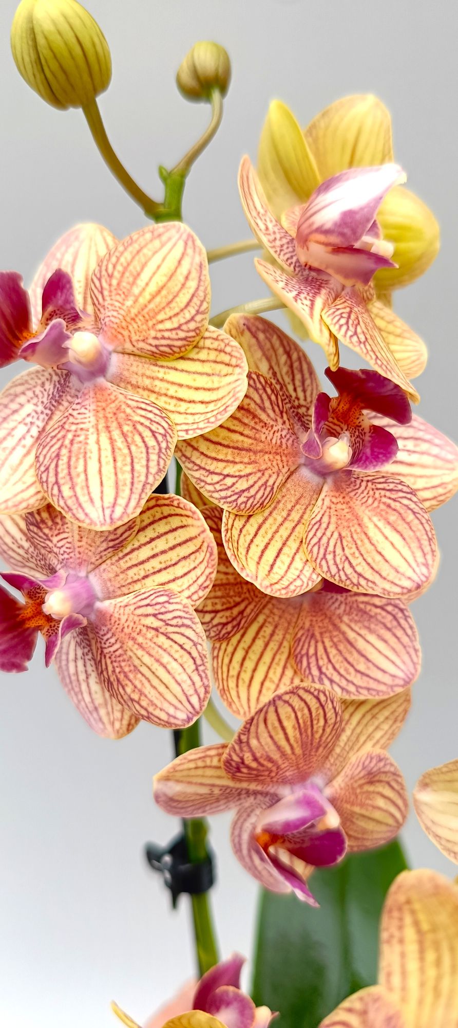 Detail of golden orchid flower with fine red lines