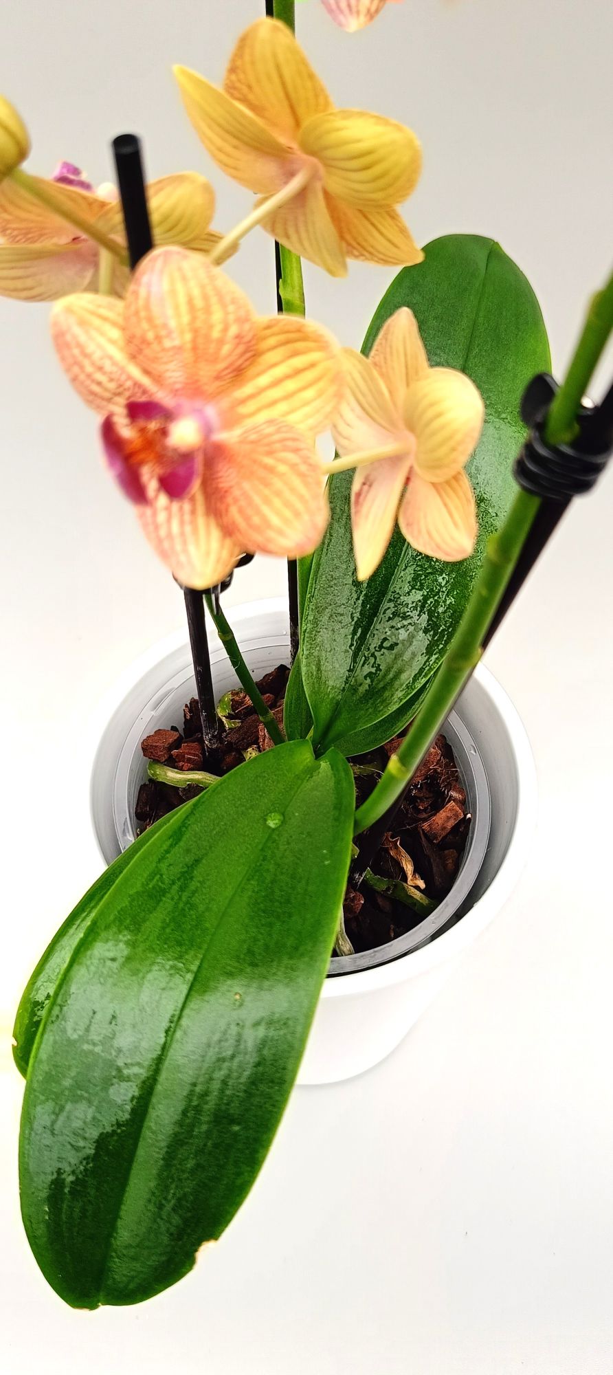 Healthy green leaves of mini orchid in pot