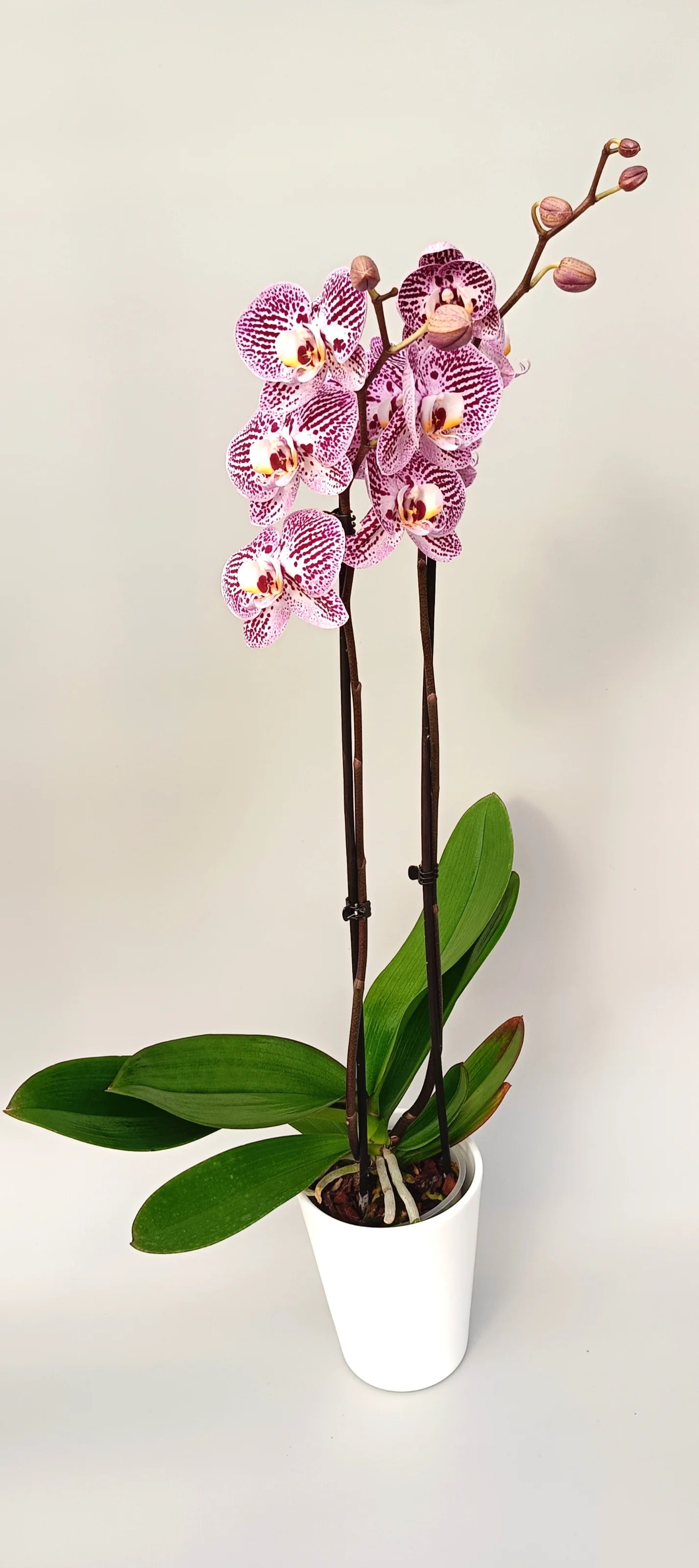 Blooming Phalaenopsis Majestic Touch in a white pot