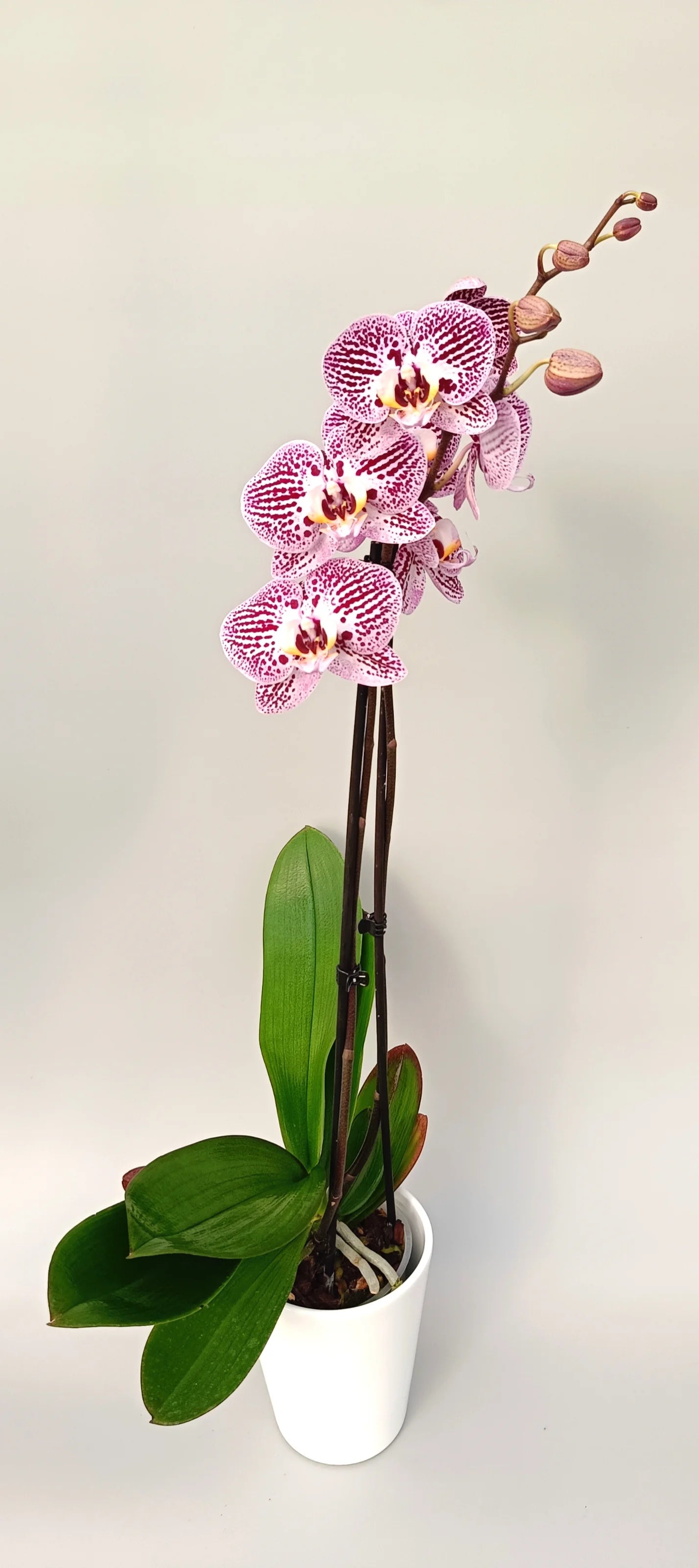 Phalaenopsis orchid Majestic Touch with purple patterned flowers