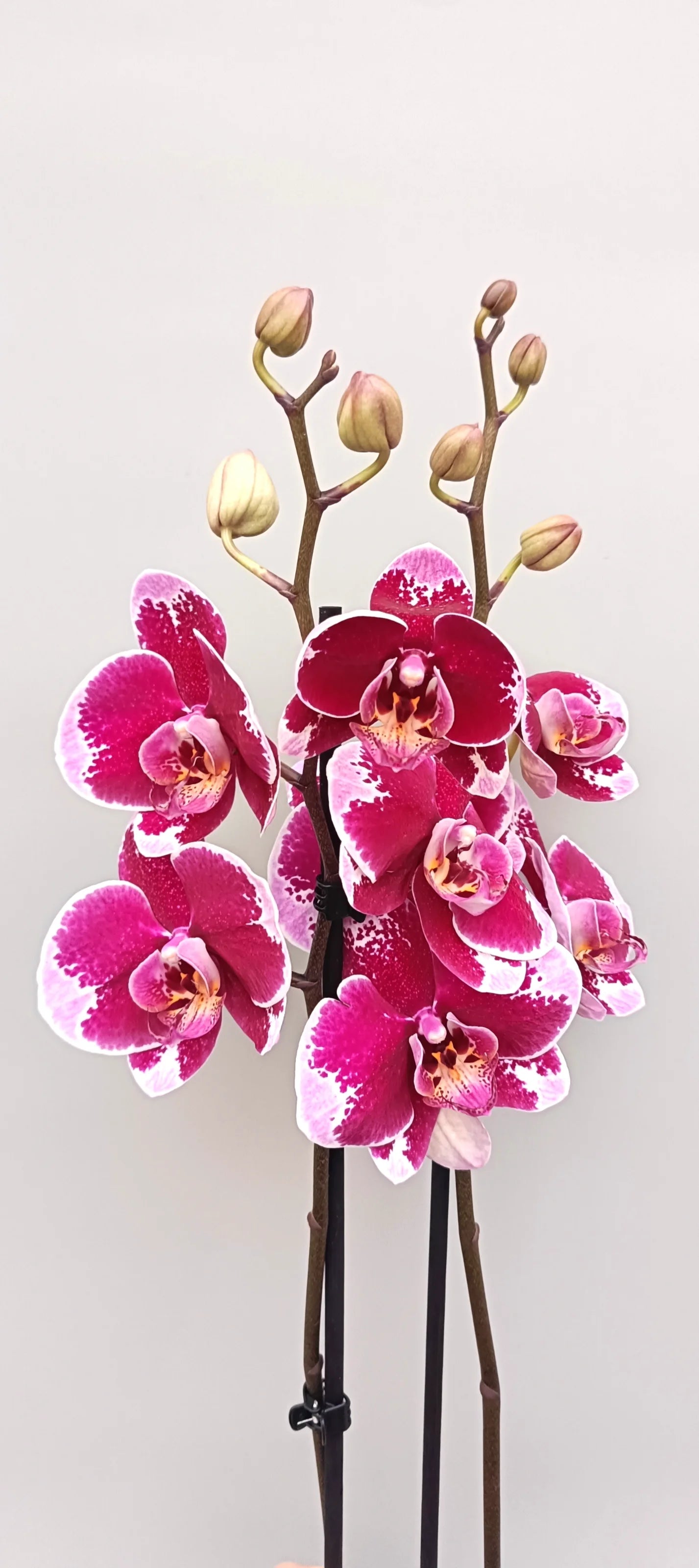 Details of the velvet Contrast Phalaenopsis orchid with dark burgundy blooms and pale edges