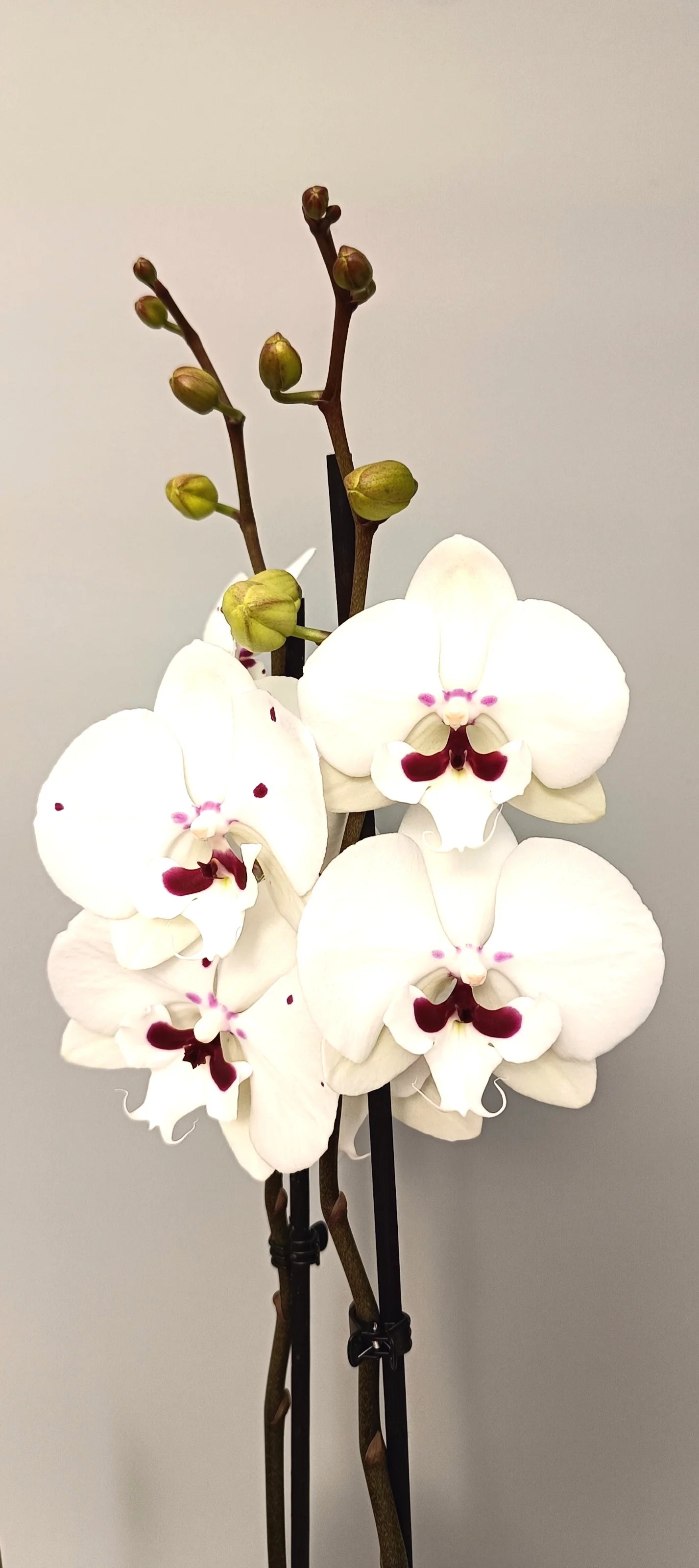 Phalaenopsis orchid Ivory Grace with white flowers and wine-colored center