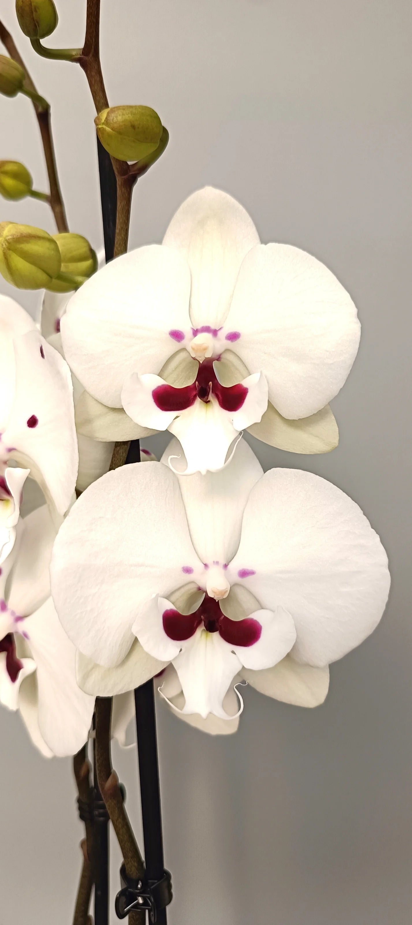 Close-up of Ivory Grace orchid flowers with delicate wine accents