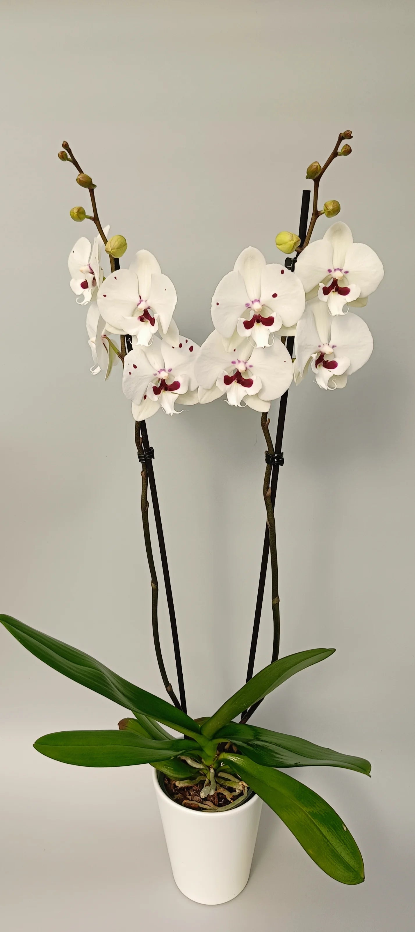 Luxury Phalaenopsis Ivory Grace in a white pot