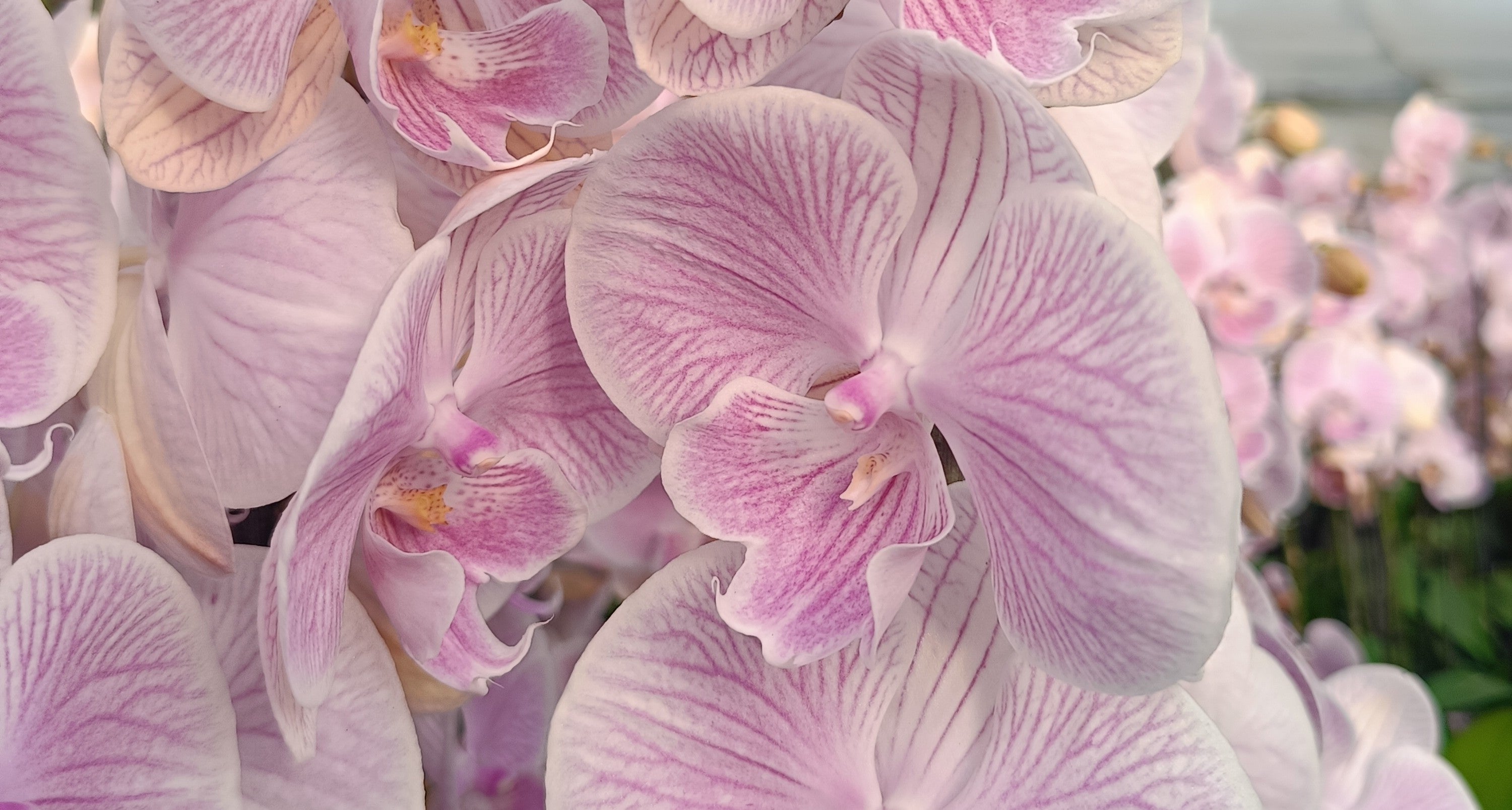 Plants of Phalaenopsis orchids with elegant pink blooms