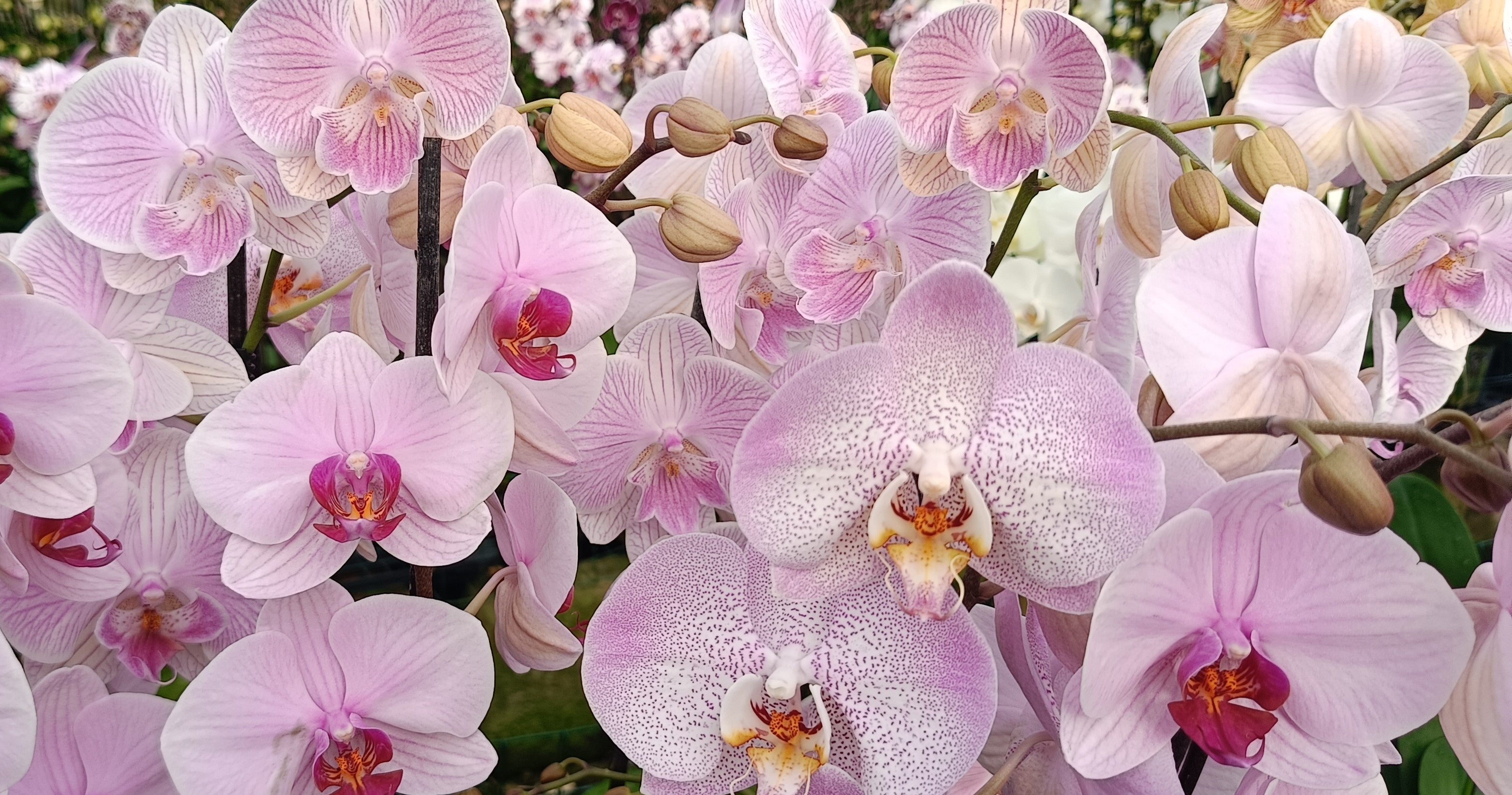 Phalaenopsis Flower Standard