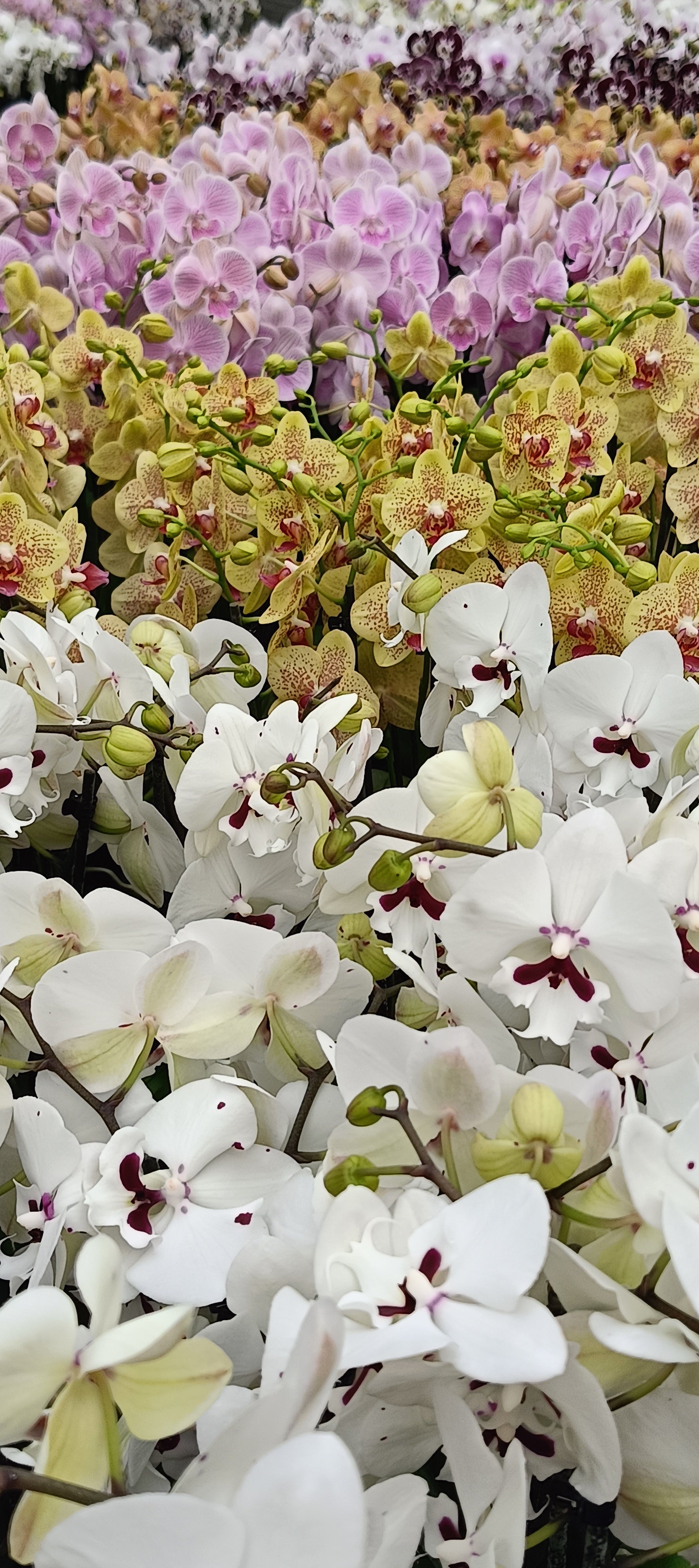 Orchidea Sorpresa – Set 3+1 Gratis Phalaenopsis