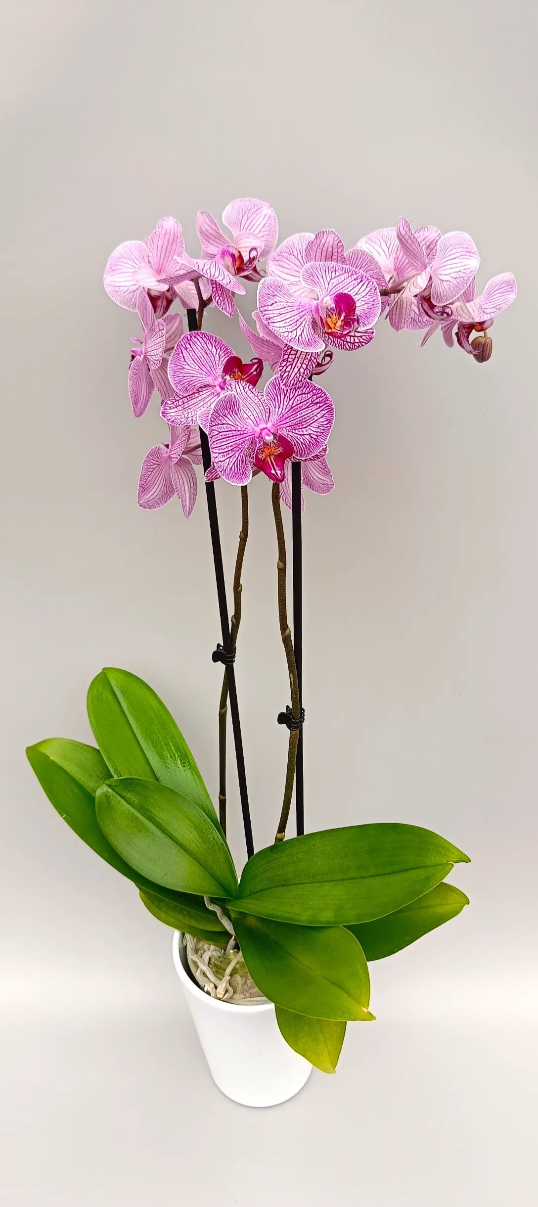 Full Silk Vein orchid plant with arching flower spikes