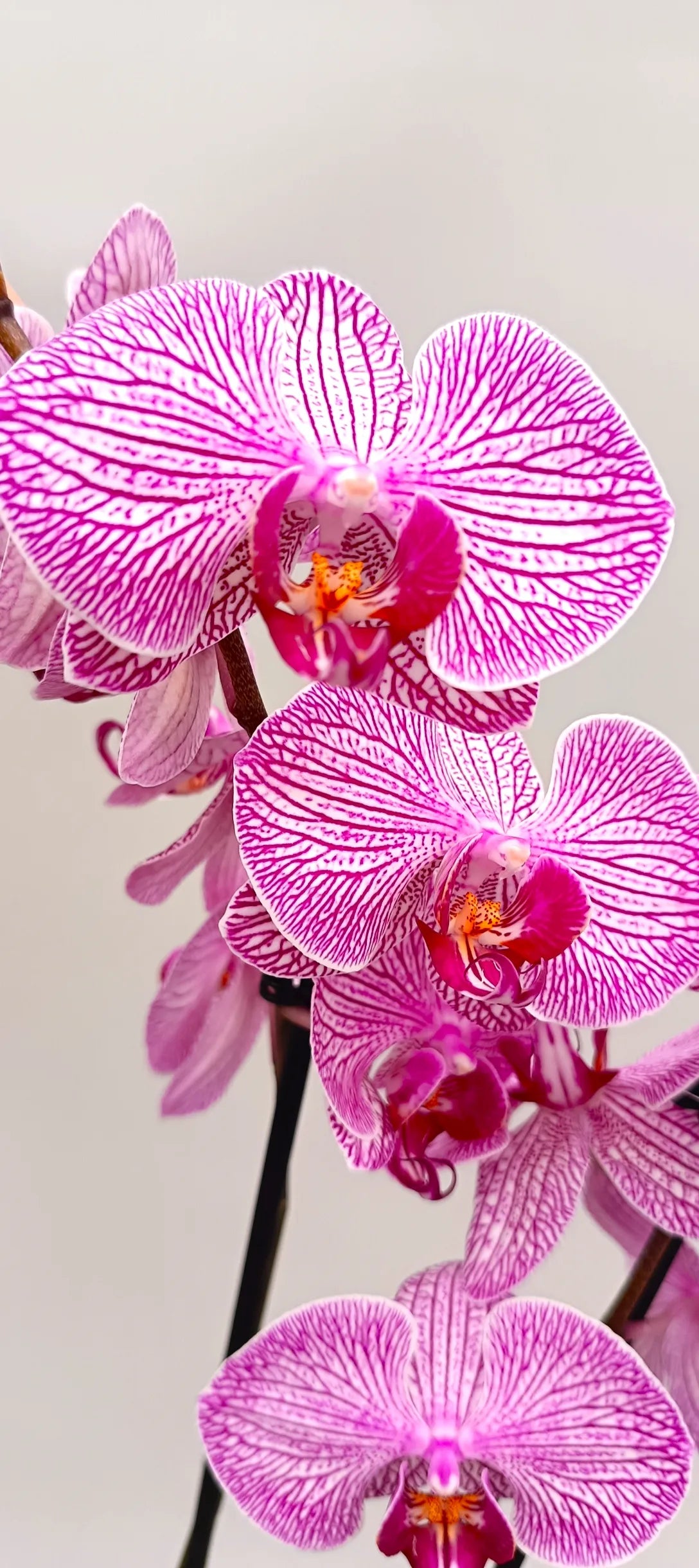 Close-up of Silk Vein orchid showing fine vein pattern on petals
