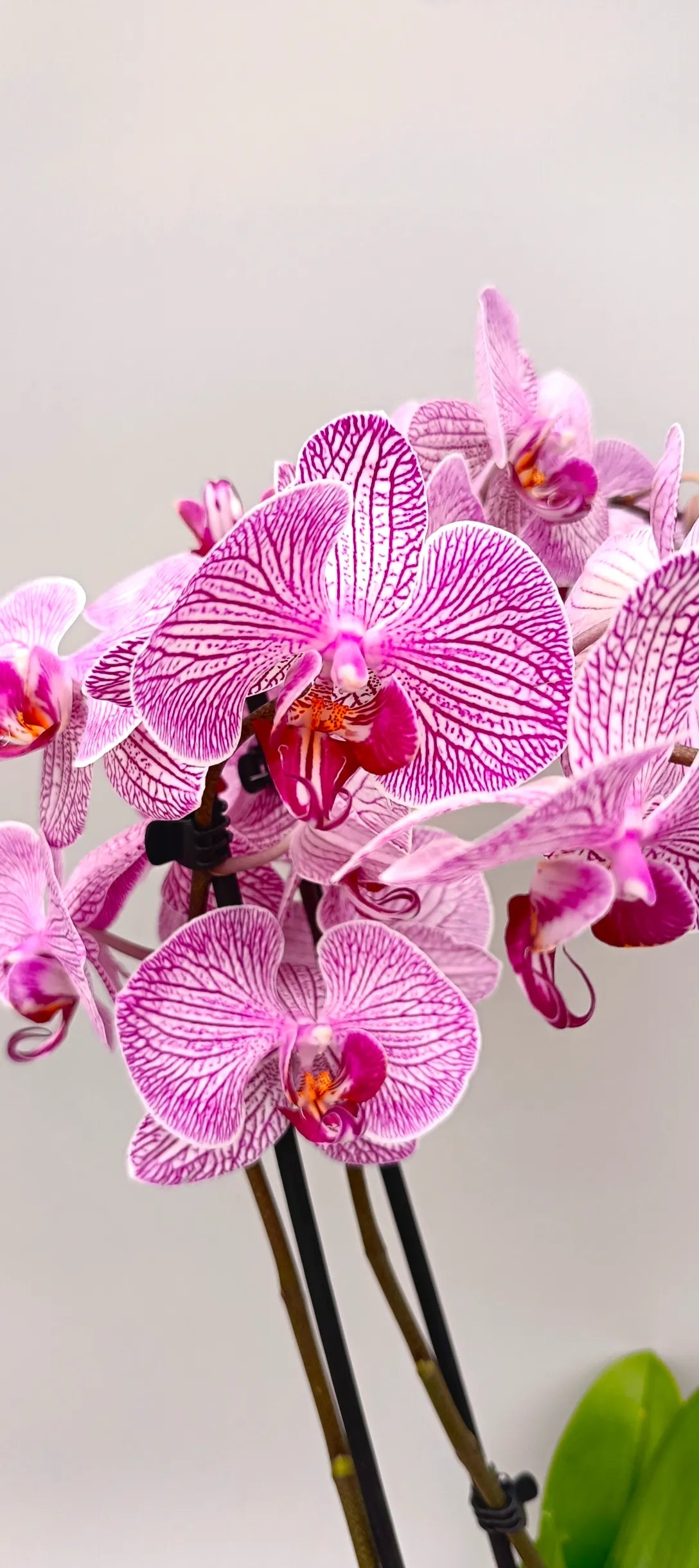 Healthy green leaves of Silk Vein orchid in pot