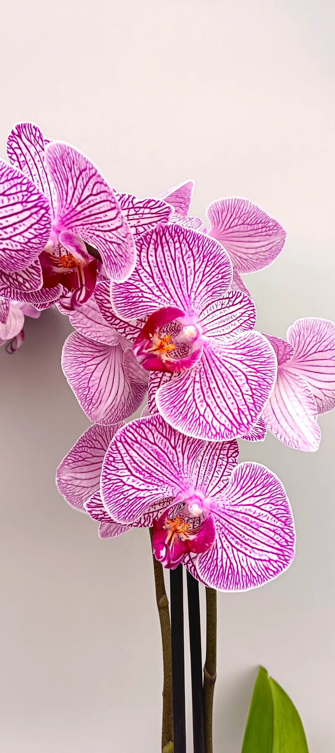 Elegant pink Phalaenopsis Silk Vein with soft patterned blooms