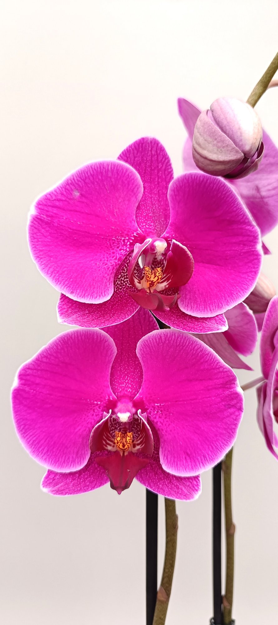 Close-up of Amethyst Glow orchid blooms with rich purple tones