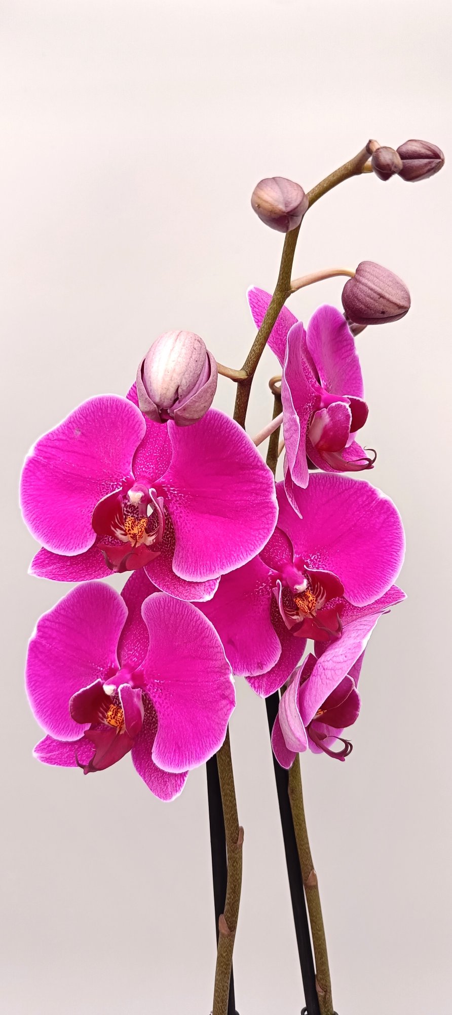 Full orchid plant Amethyst Glow with bright purple blossoms