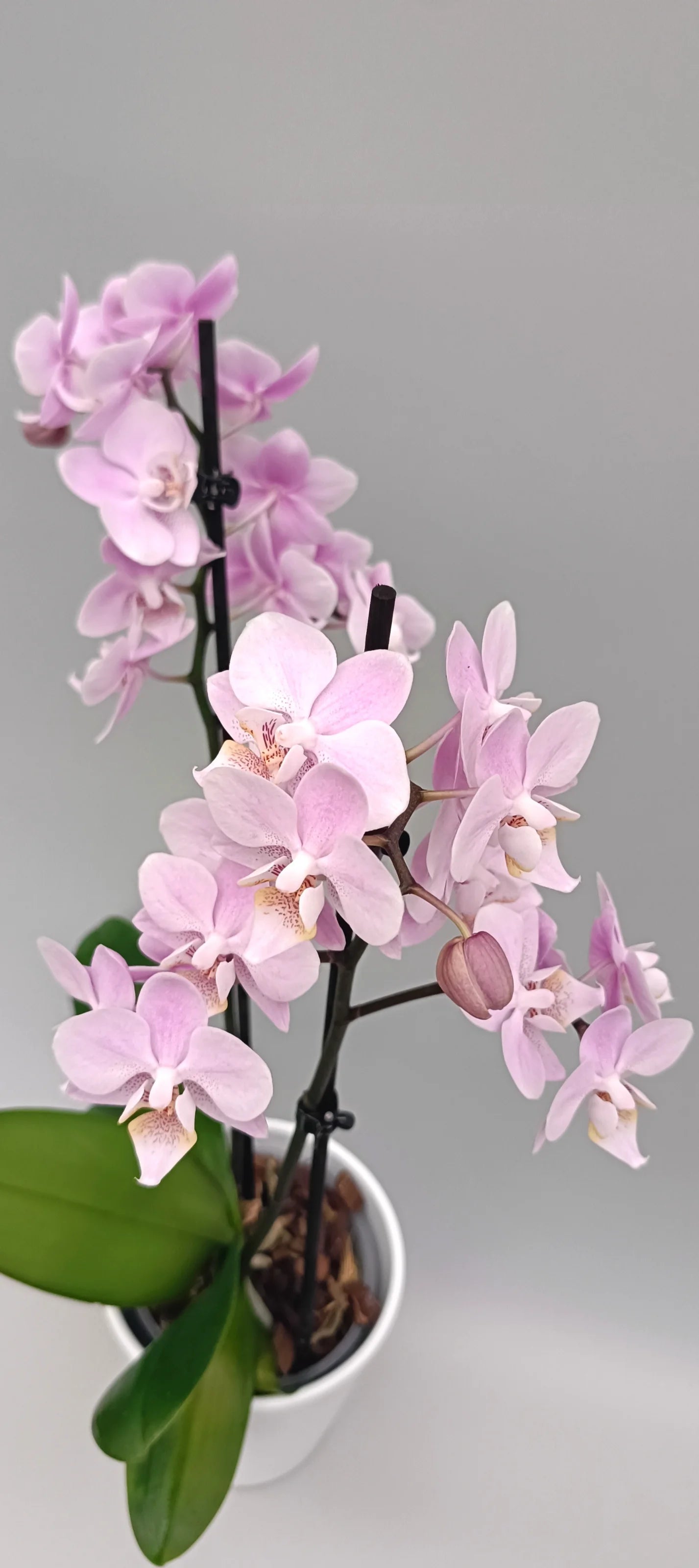Mini Powder Grace Phalaenopsis orchid with soft powder-pink mini flowers
