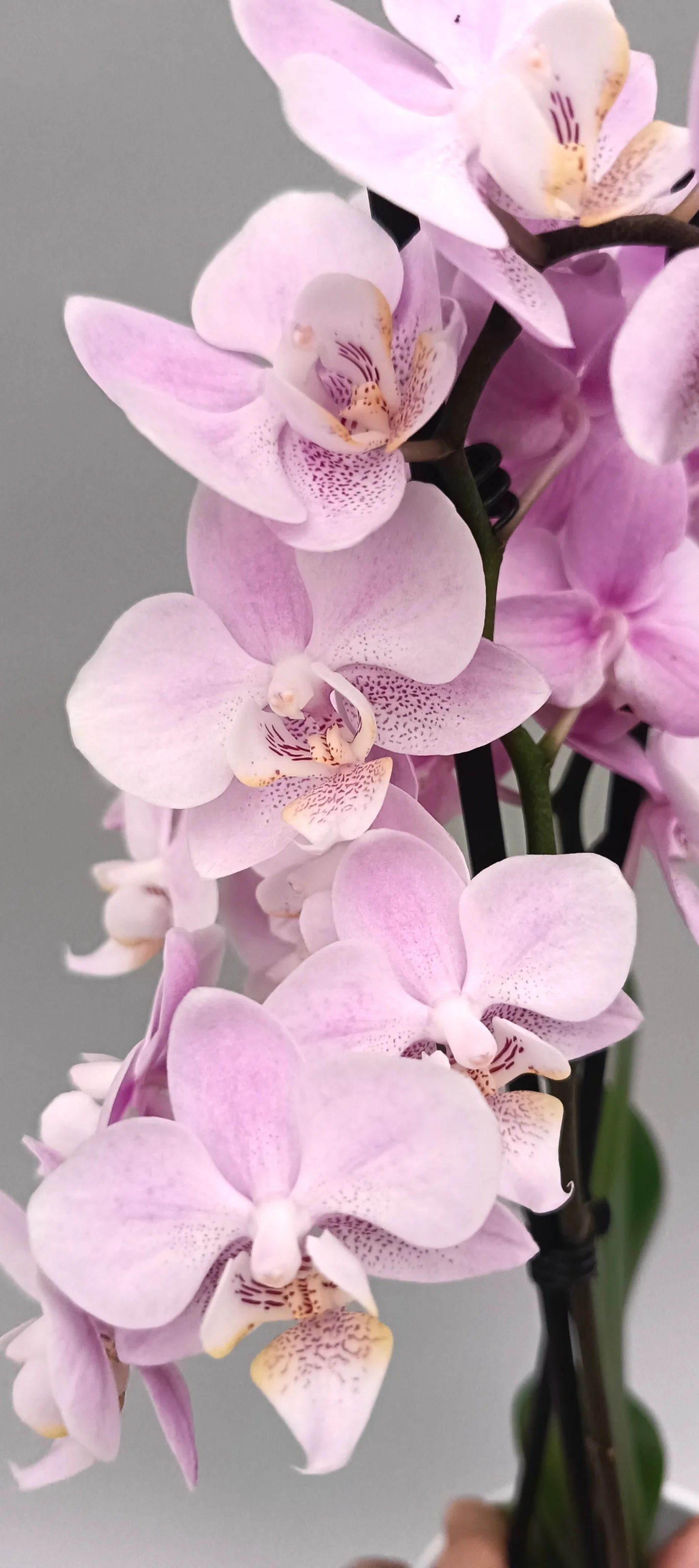 Detail of Phalaenopsis Mini Powder Grace flowers with soft airy texture