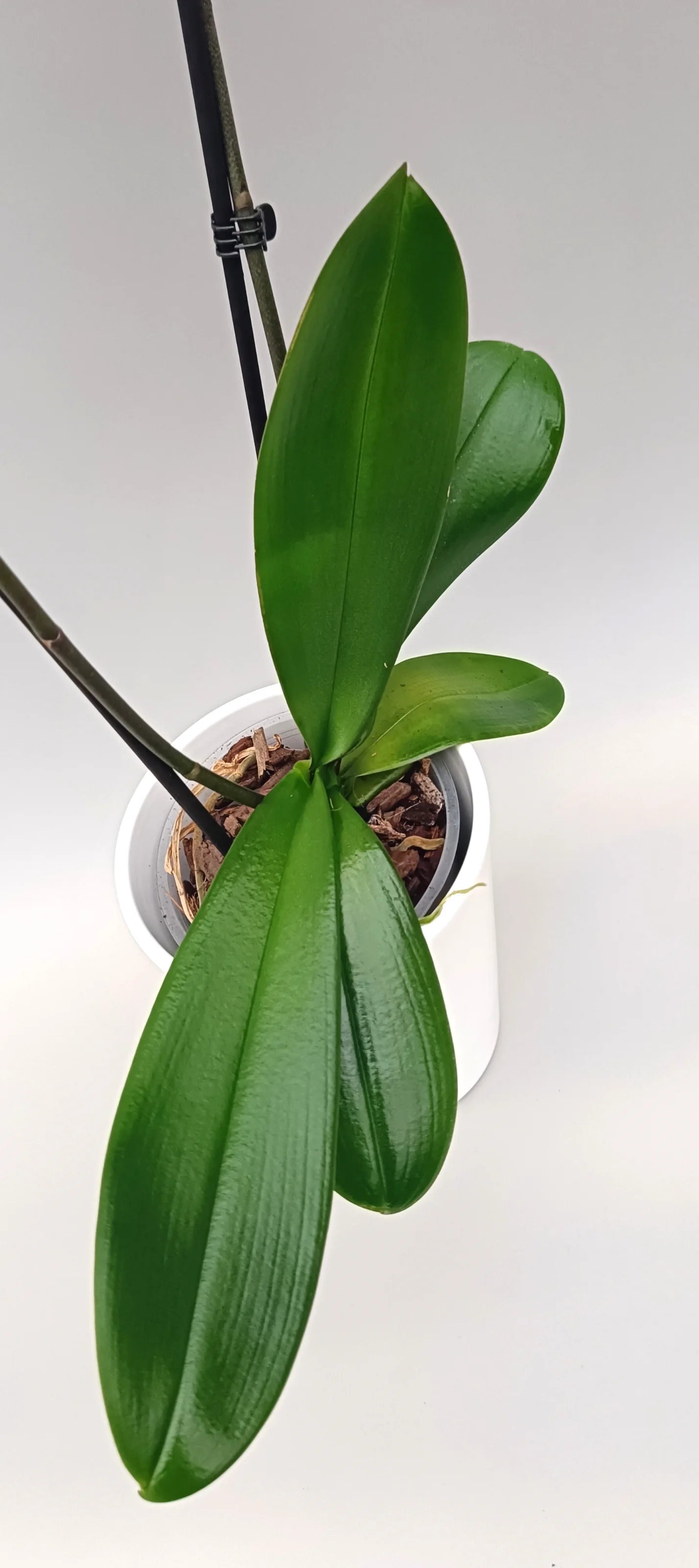 Leaves of Phalaenopsis Mini Powder Grace flowers with soft airy texture