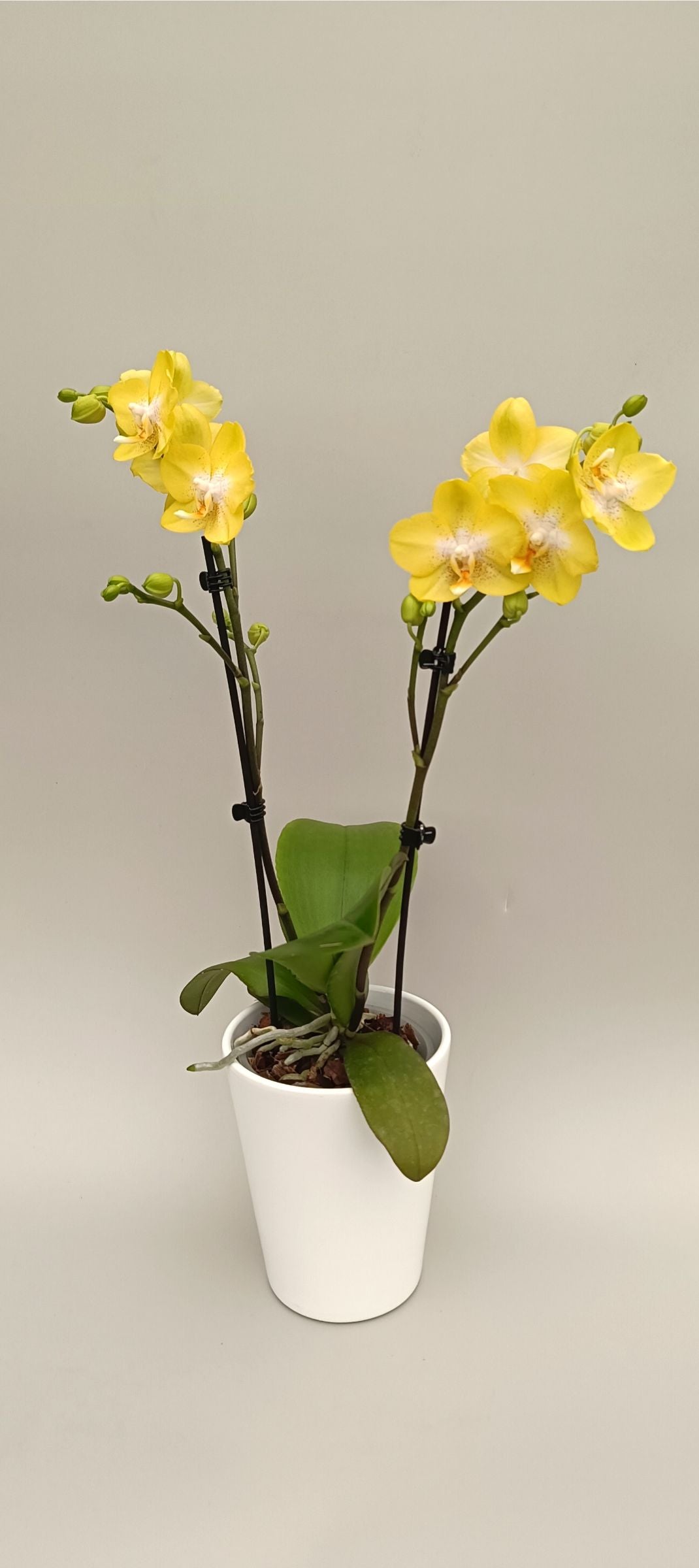 Phalaenopsis Mini Citrus Pearl