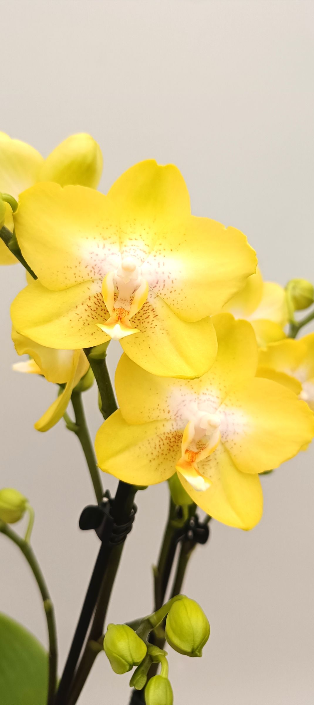 Phalaenopsis Mini Citrus Pearl