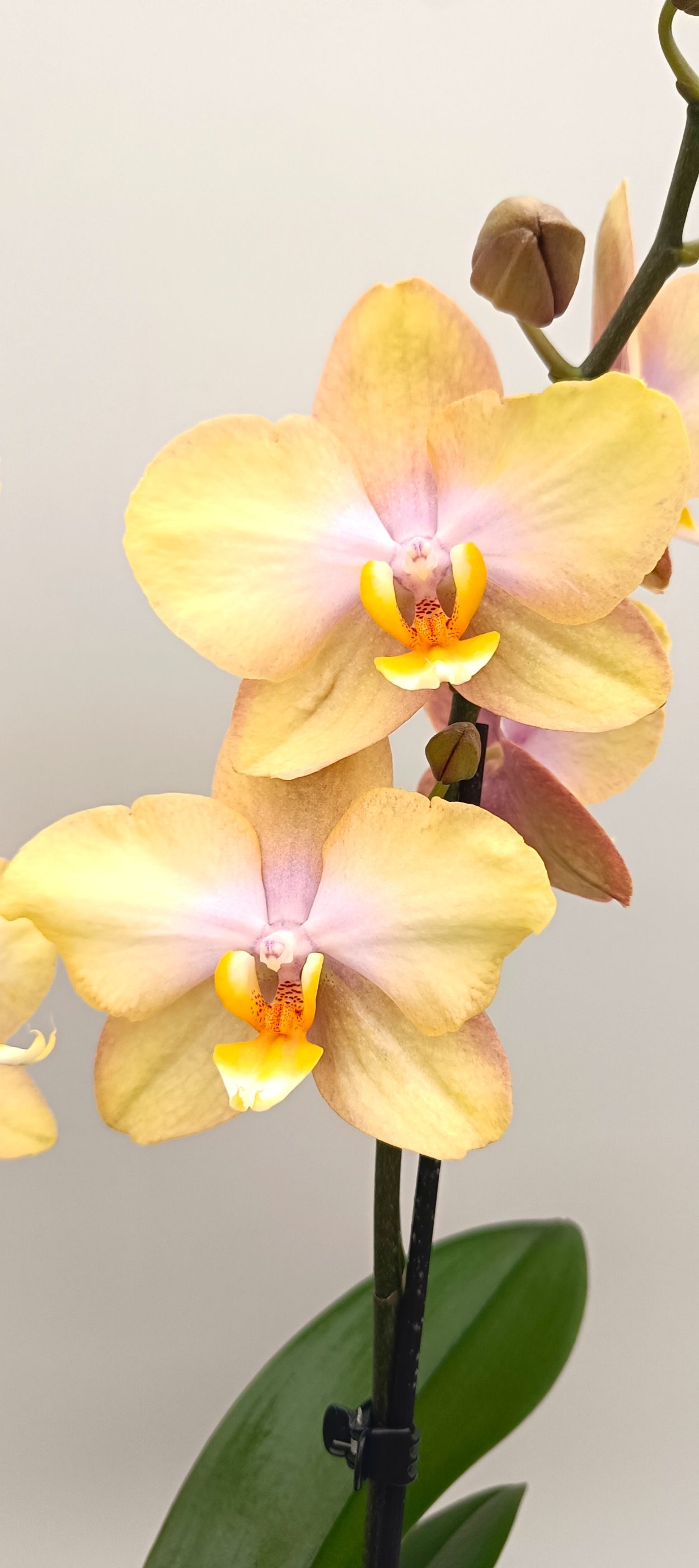 Close-up of honey-toned Phalaenopsis orchid flowers