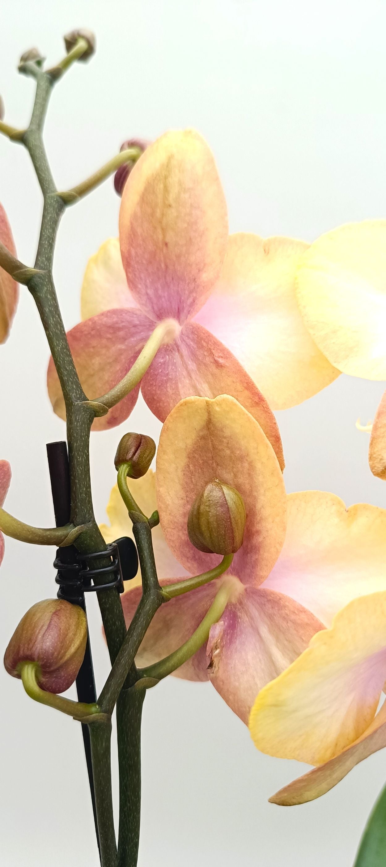 Elegant mini orchid with silky yellow and peach flowers