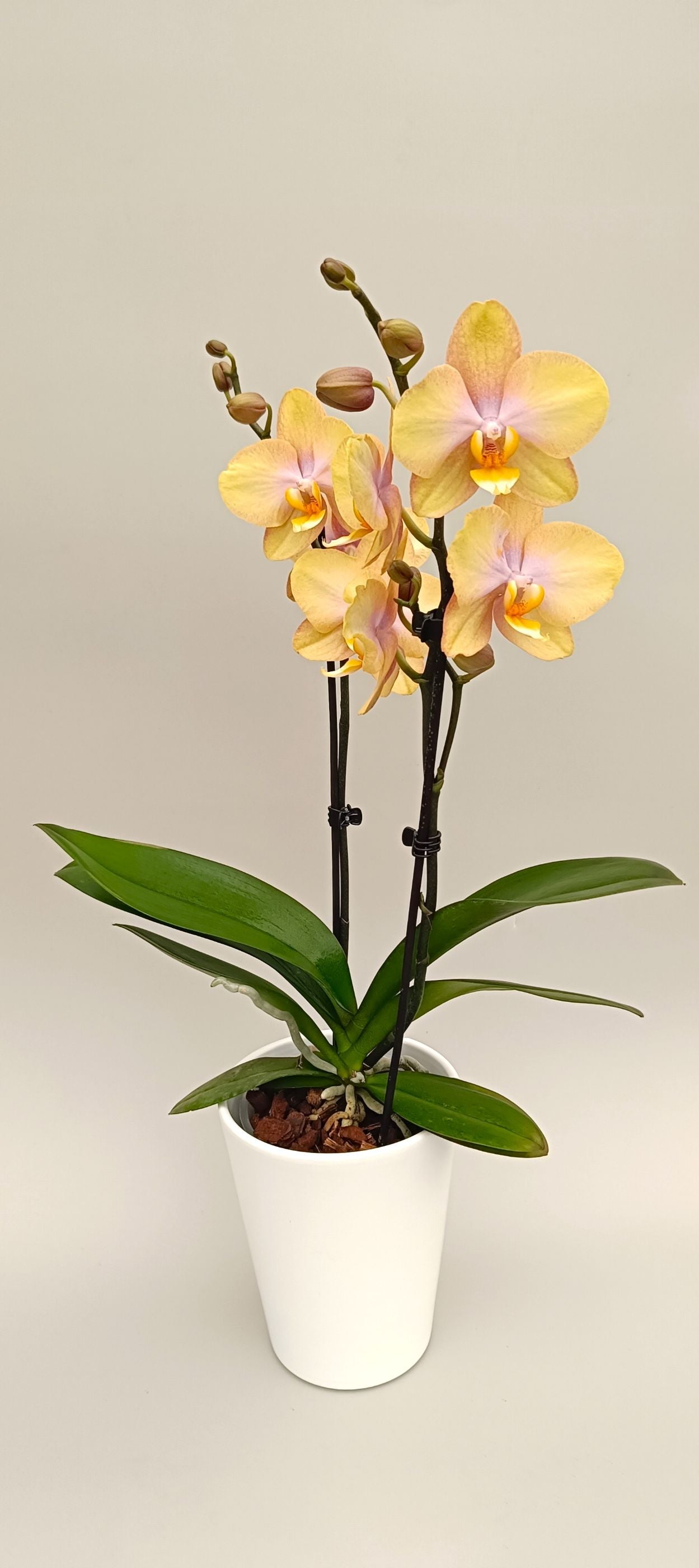 Mini Honey Silk orchid in decorative white pot