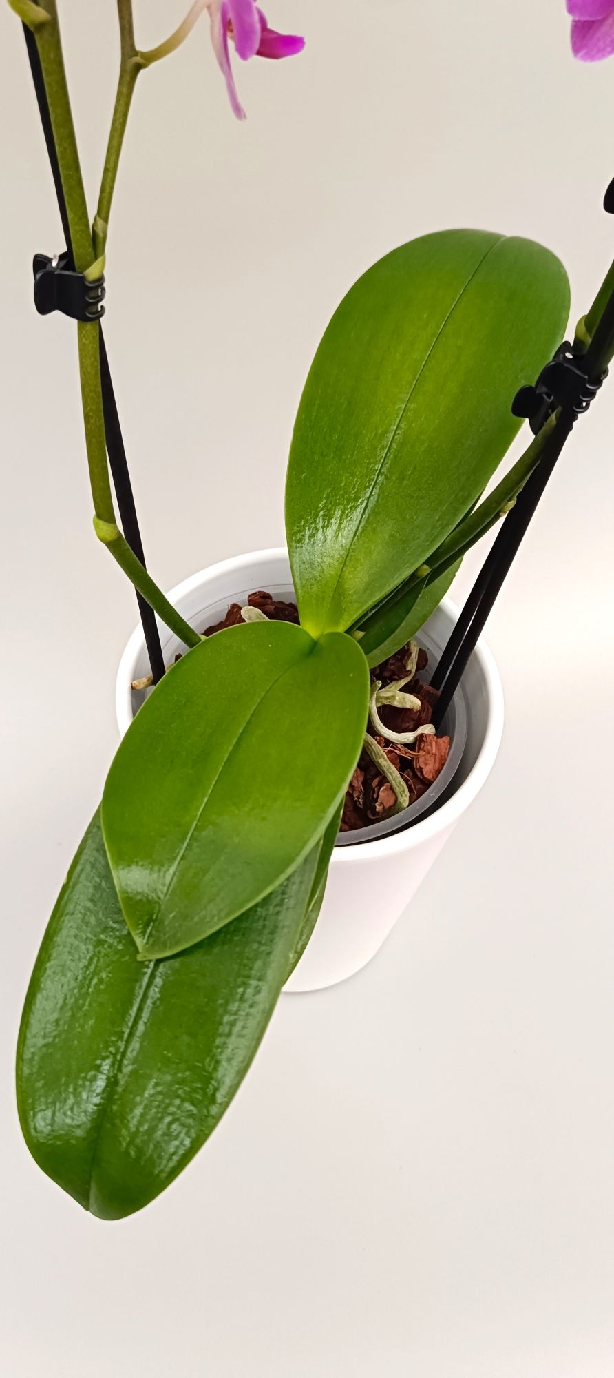 Elegant mini orchid with abundant bright pink flowers