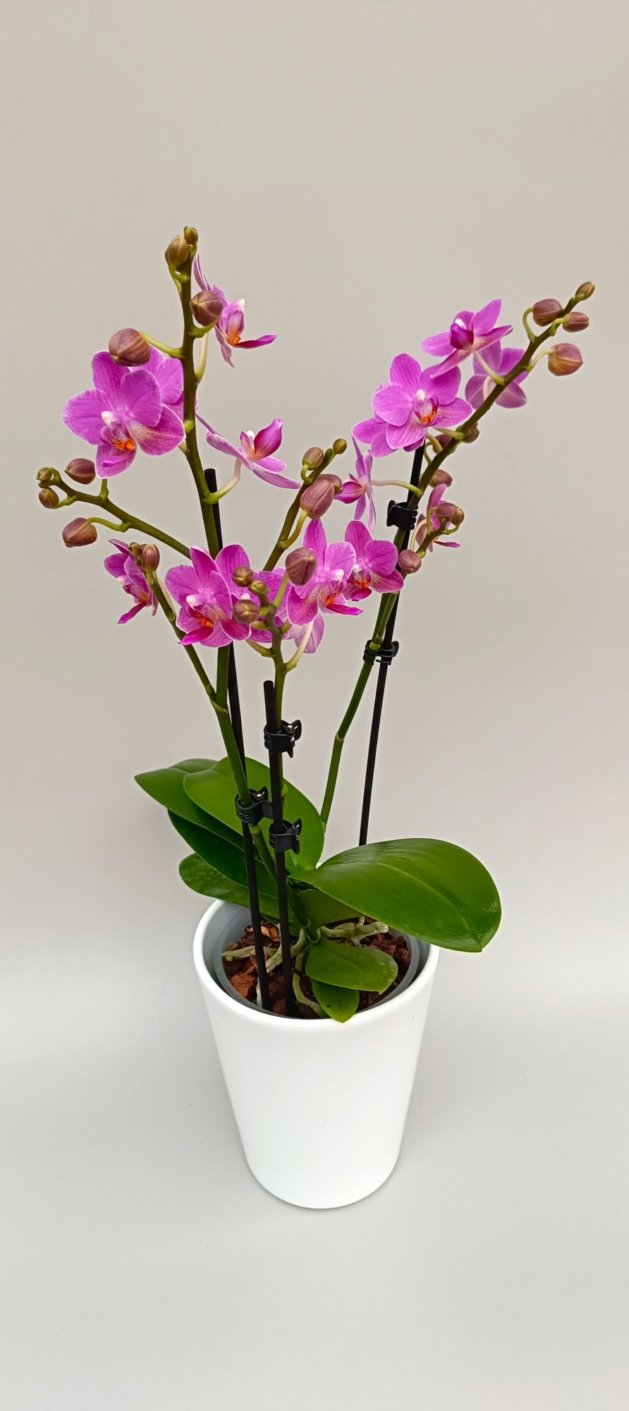 Mini Blossom Melody orchid in white pot