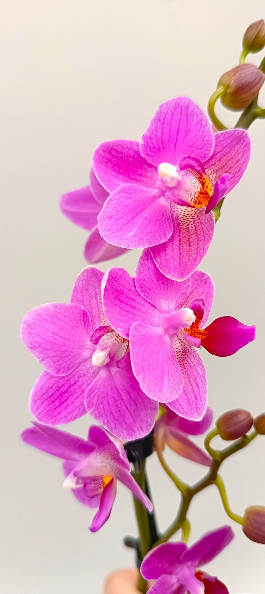 Mini Blossom Melody orchid with vibrant pink blooms