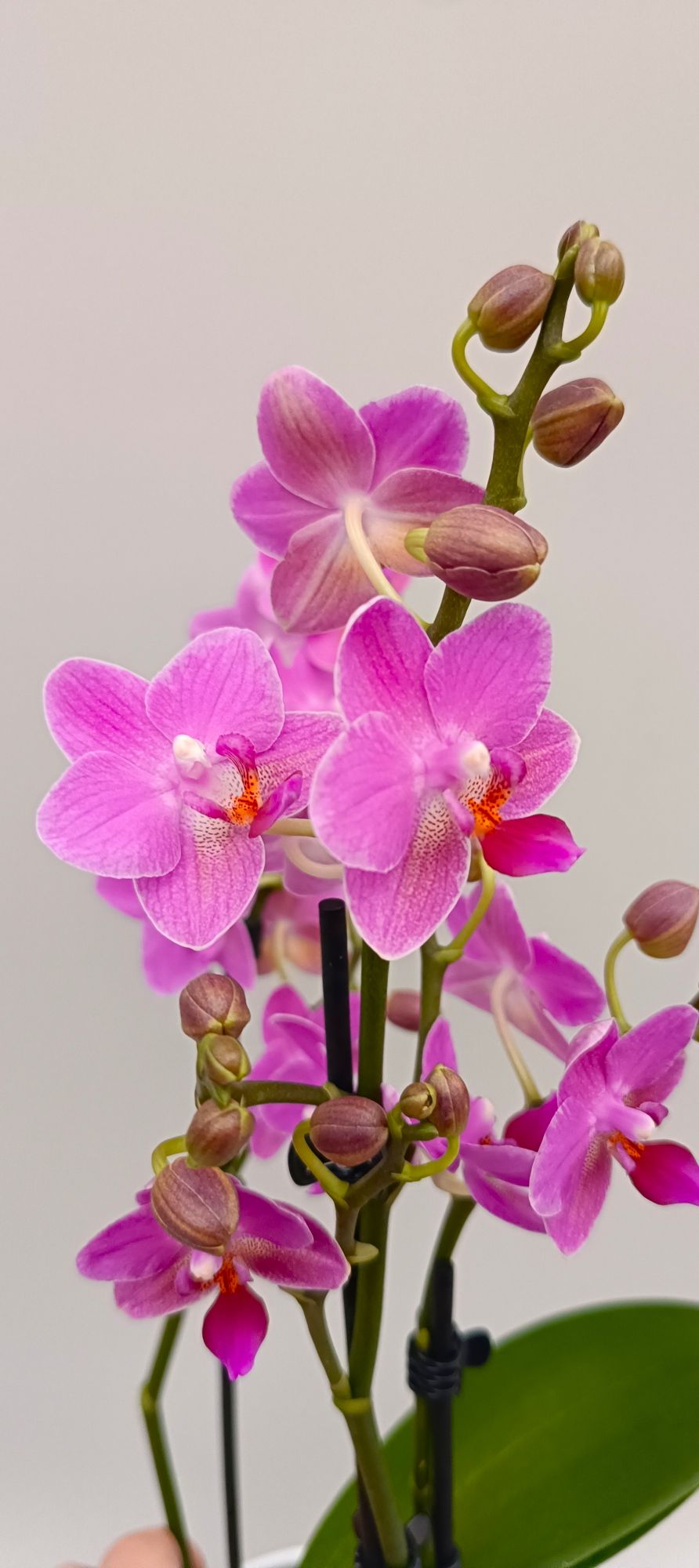 Close-up of delicate pink mini orchid blooms