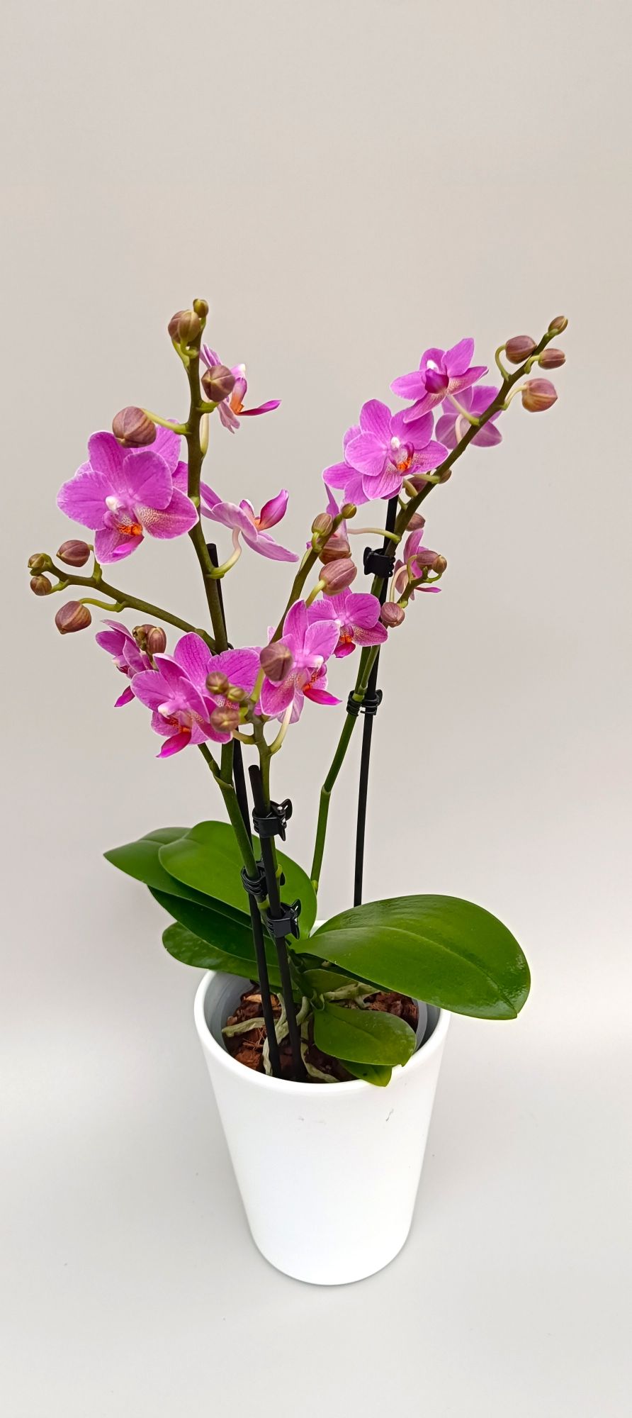 Elegant mini orchid with abundant bright pink flowers