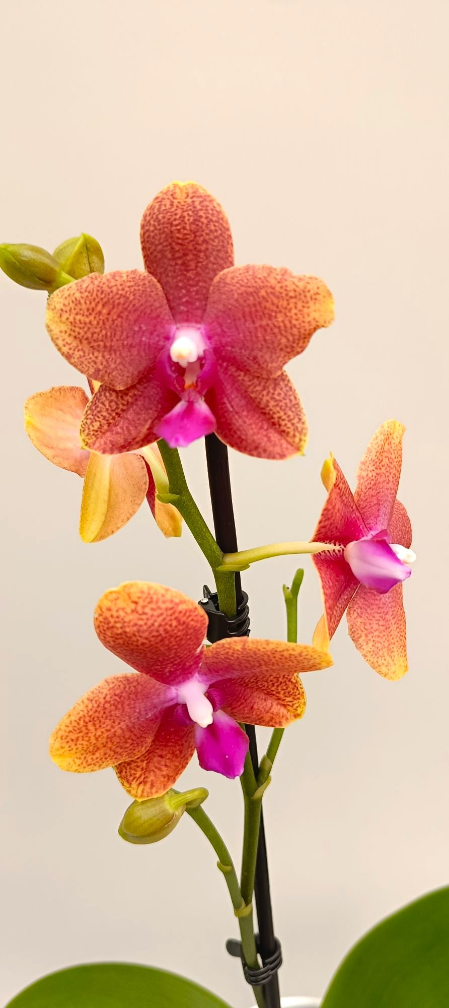 Fragrant mini orchid with apricot bronze and rose tones