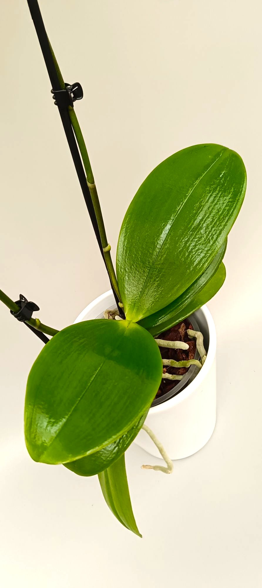 Elegant mini Phalaenopsis with warm exotic colors