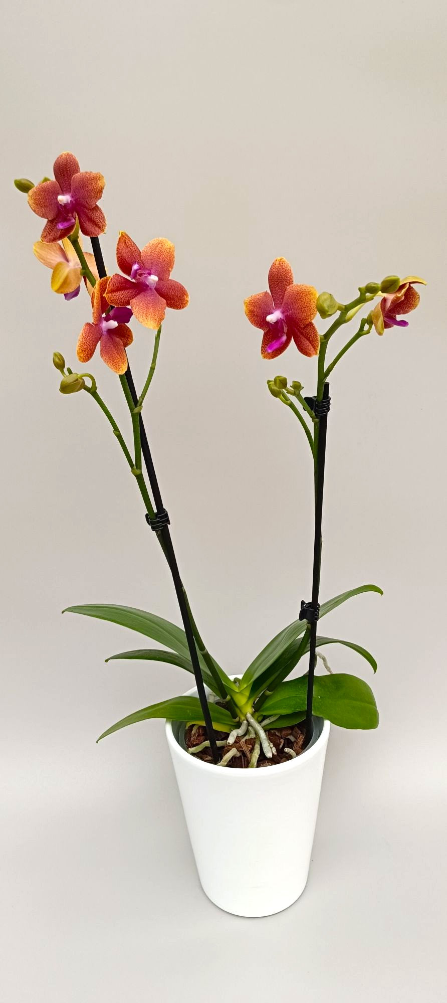 Luxury mini orchid with bronze apricot blooms