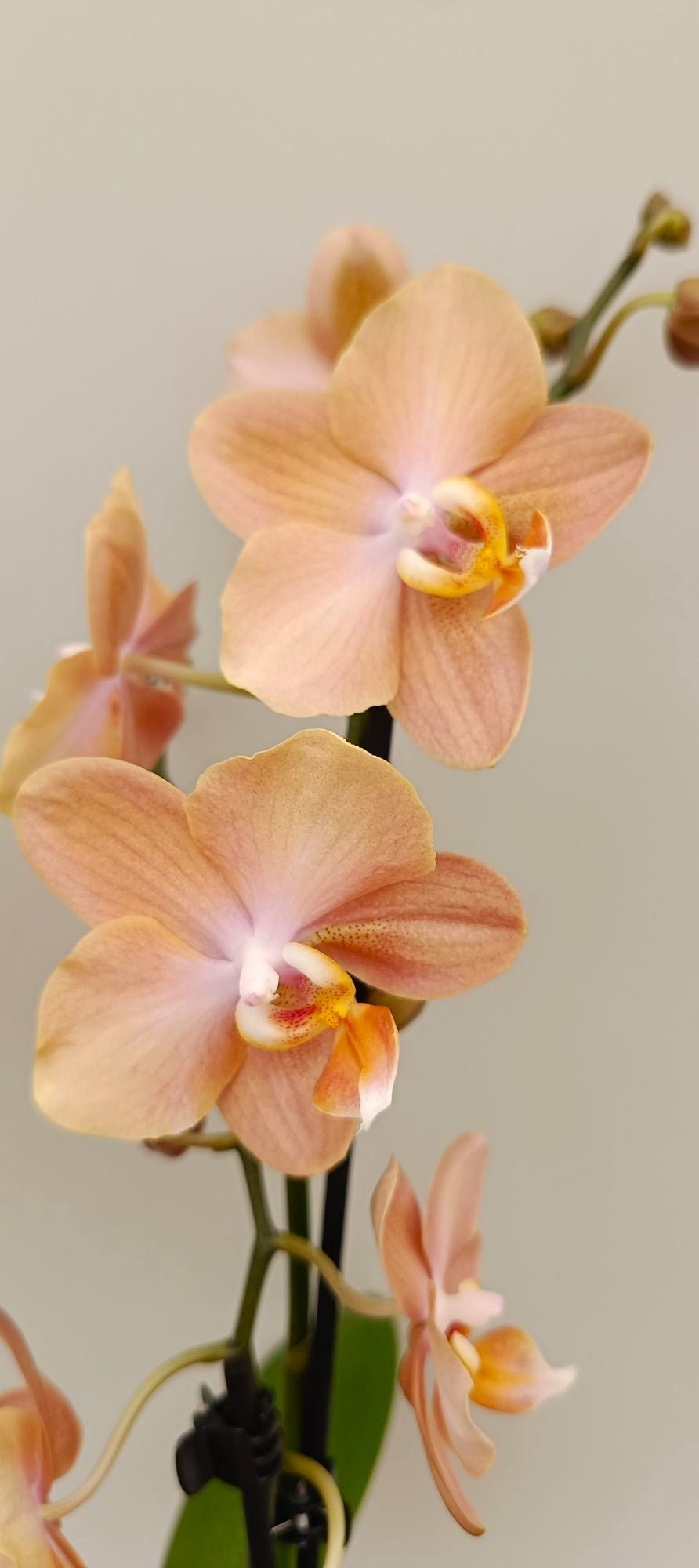 Mini Champagne Nude orchid with soft champagne beige flowers